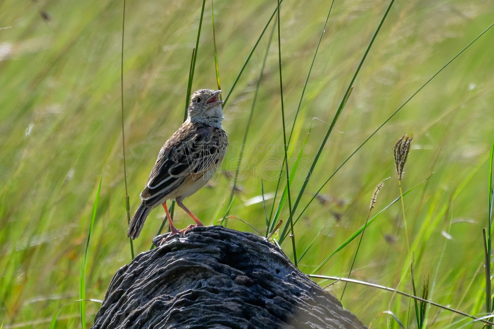 Kurzhaubenlerche, Afrika