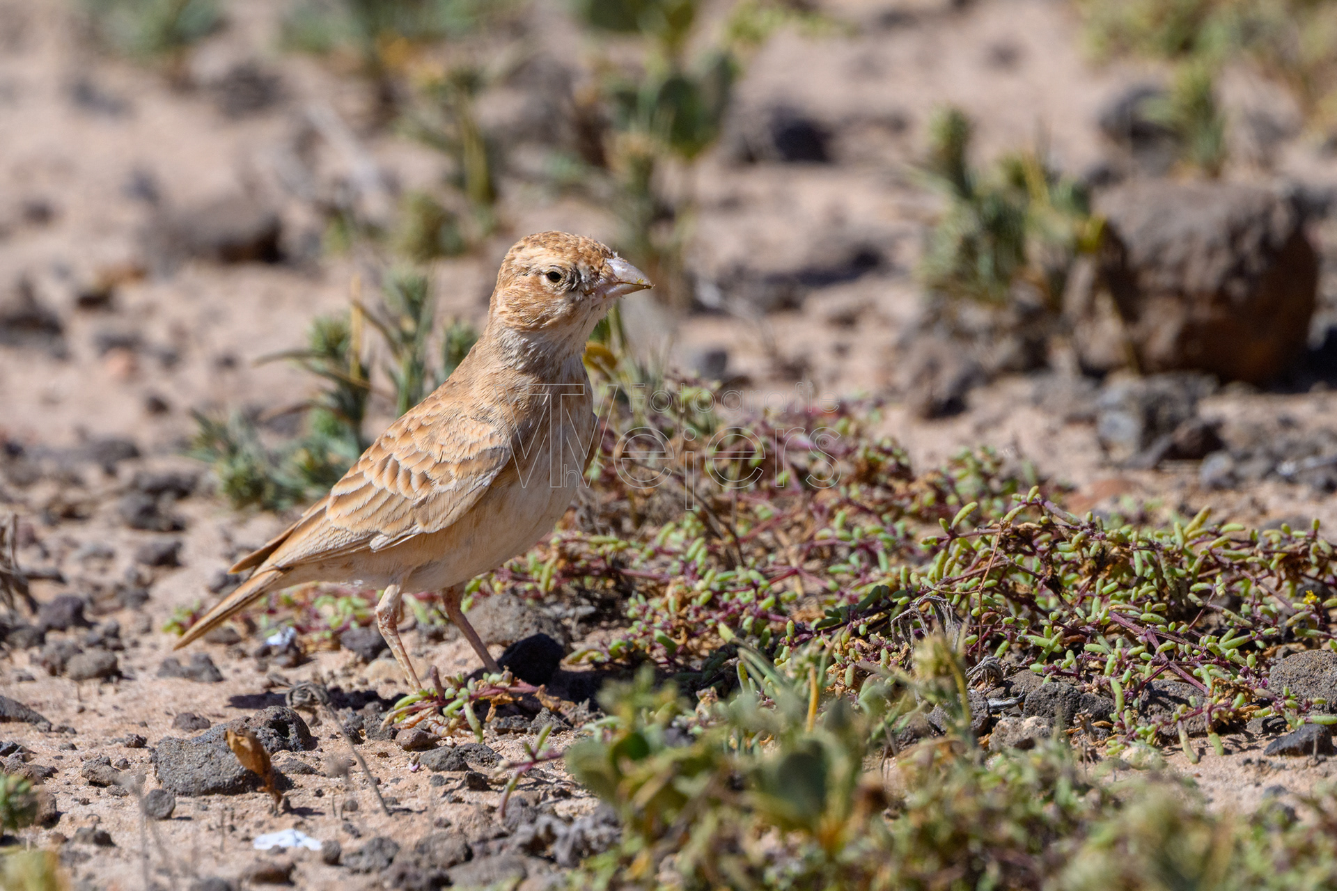 Weißstirnlerche, Afrika