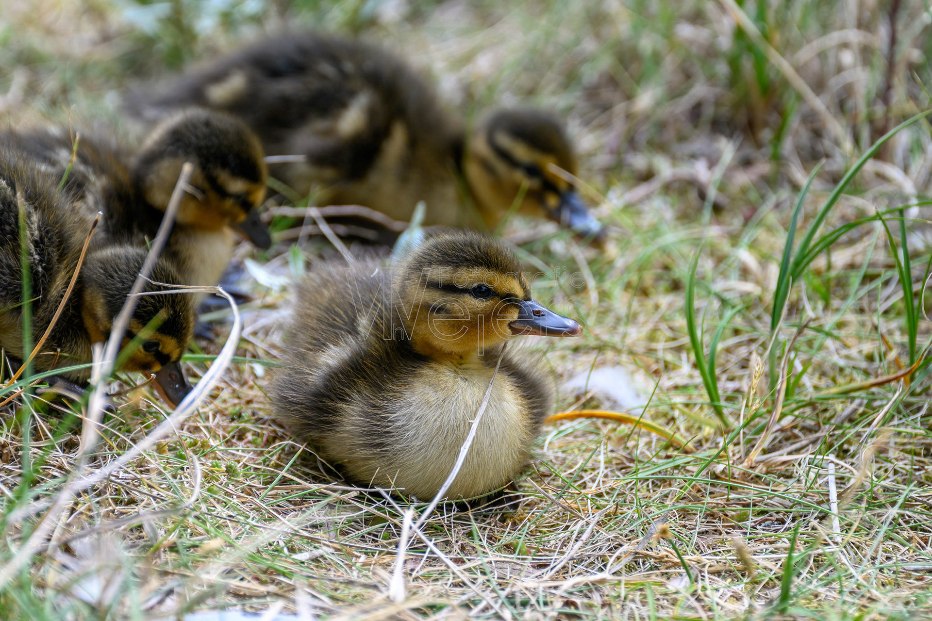 Gänse- & Entenvögel