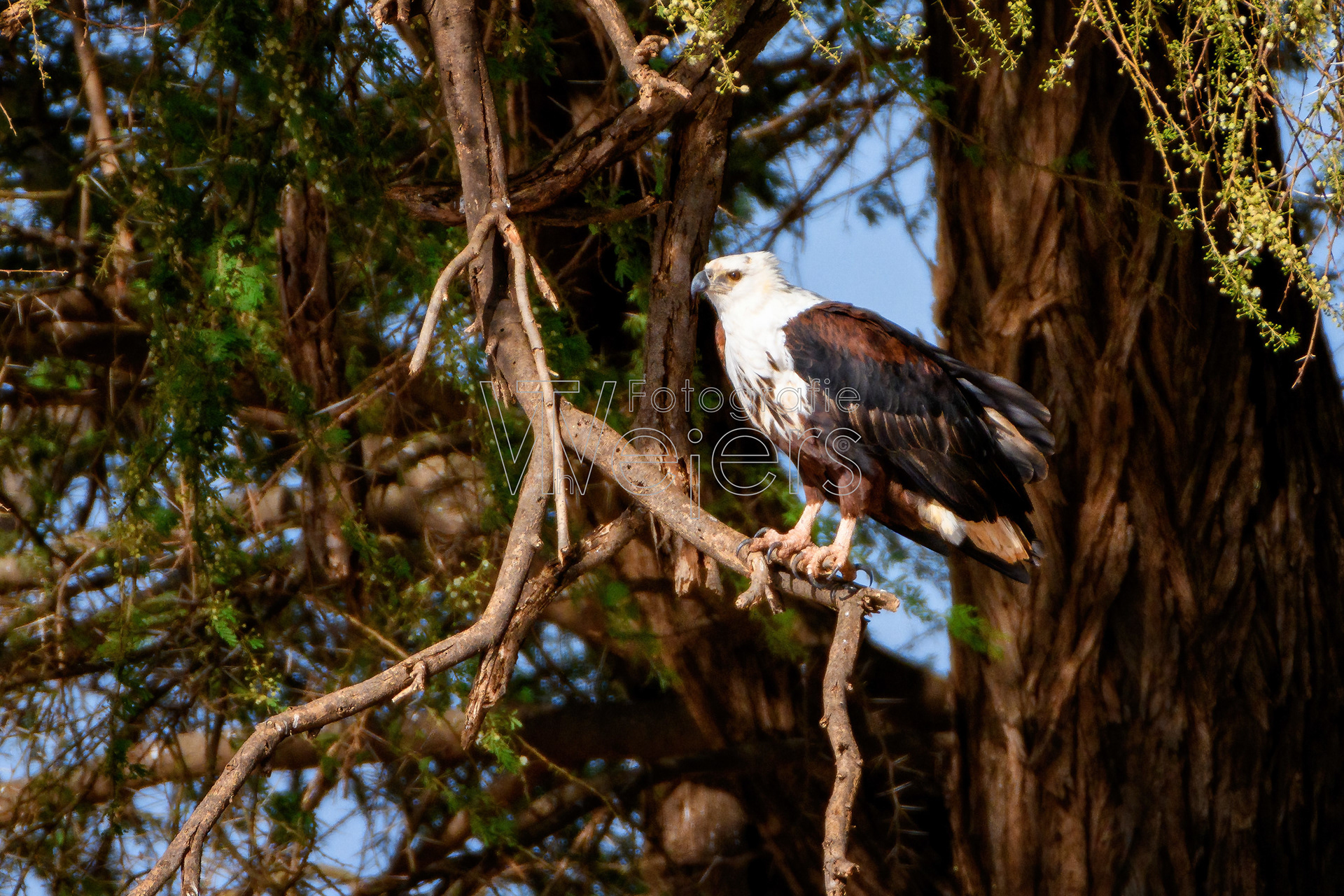 Schreiseeadler, Afrika