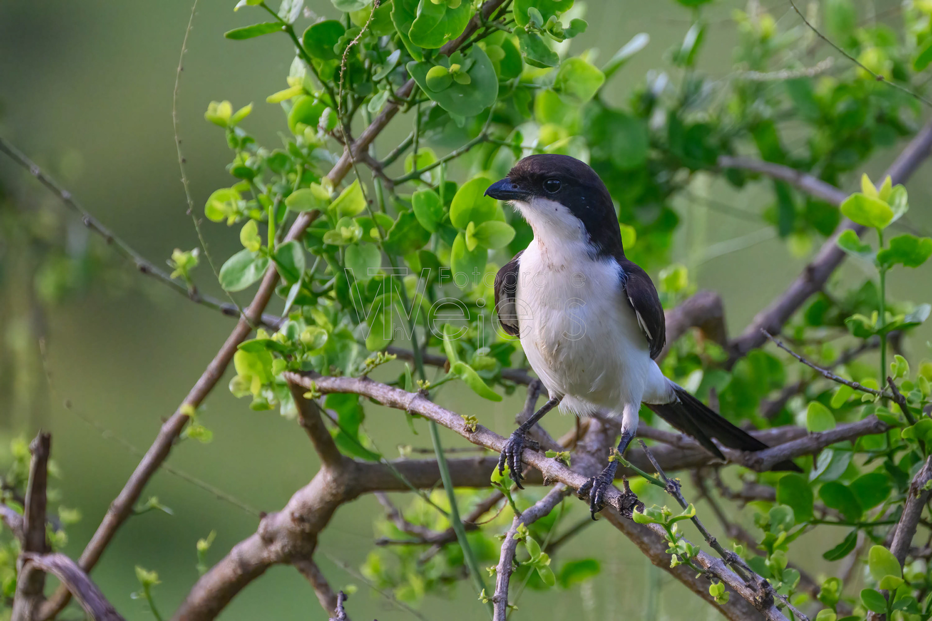 Langschwanzwürger, Afrika