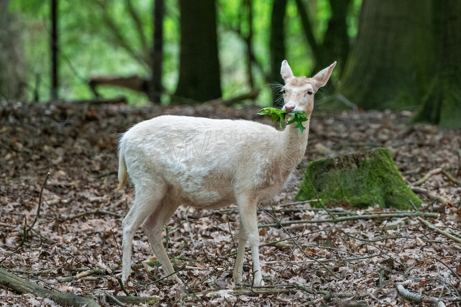 Damhirsch weiß, Deutschland (WP)