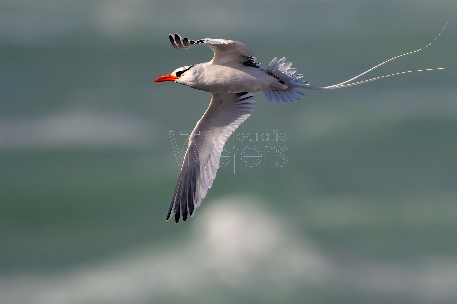Rotschnabel-Tropikvogel, Afrika