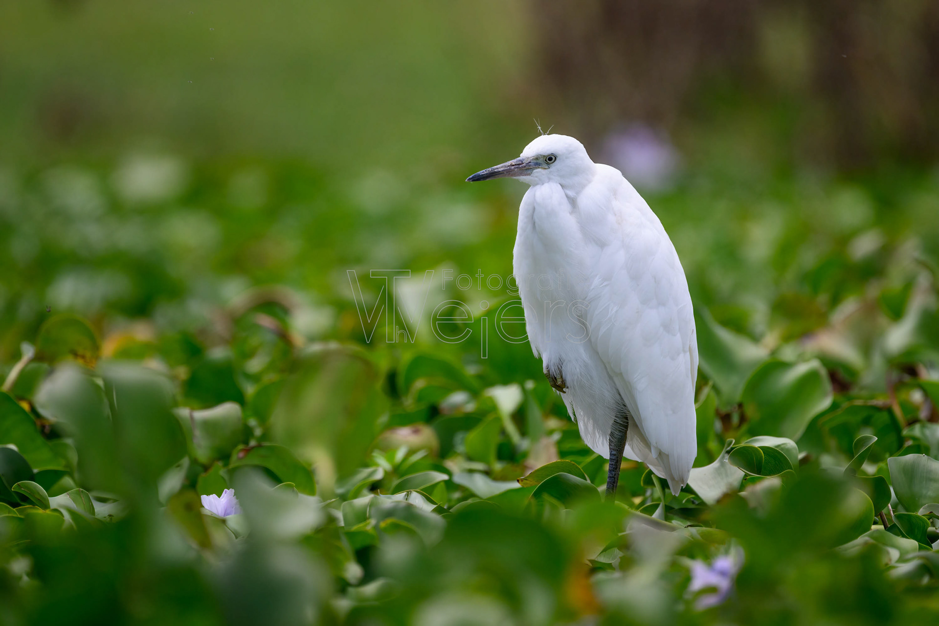 Seidenreiher, Afrika