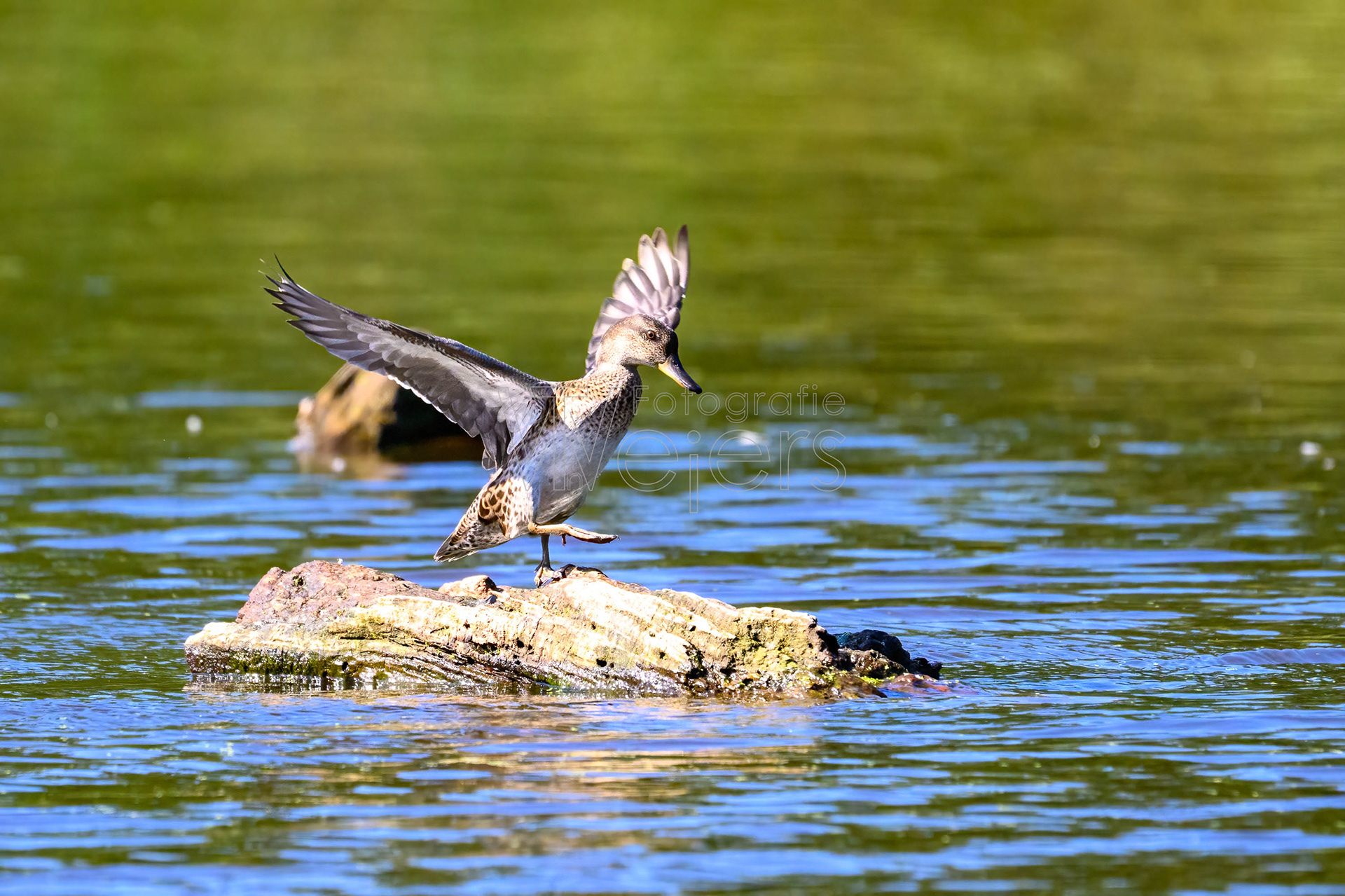 Krickente, Deutschland