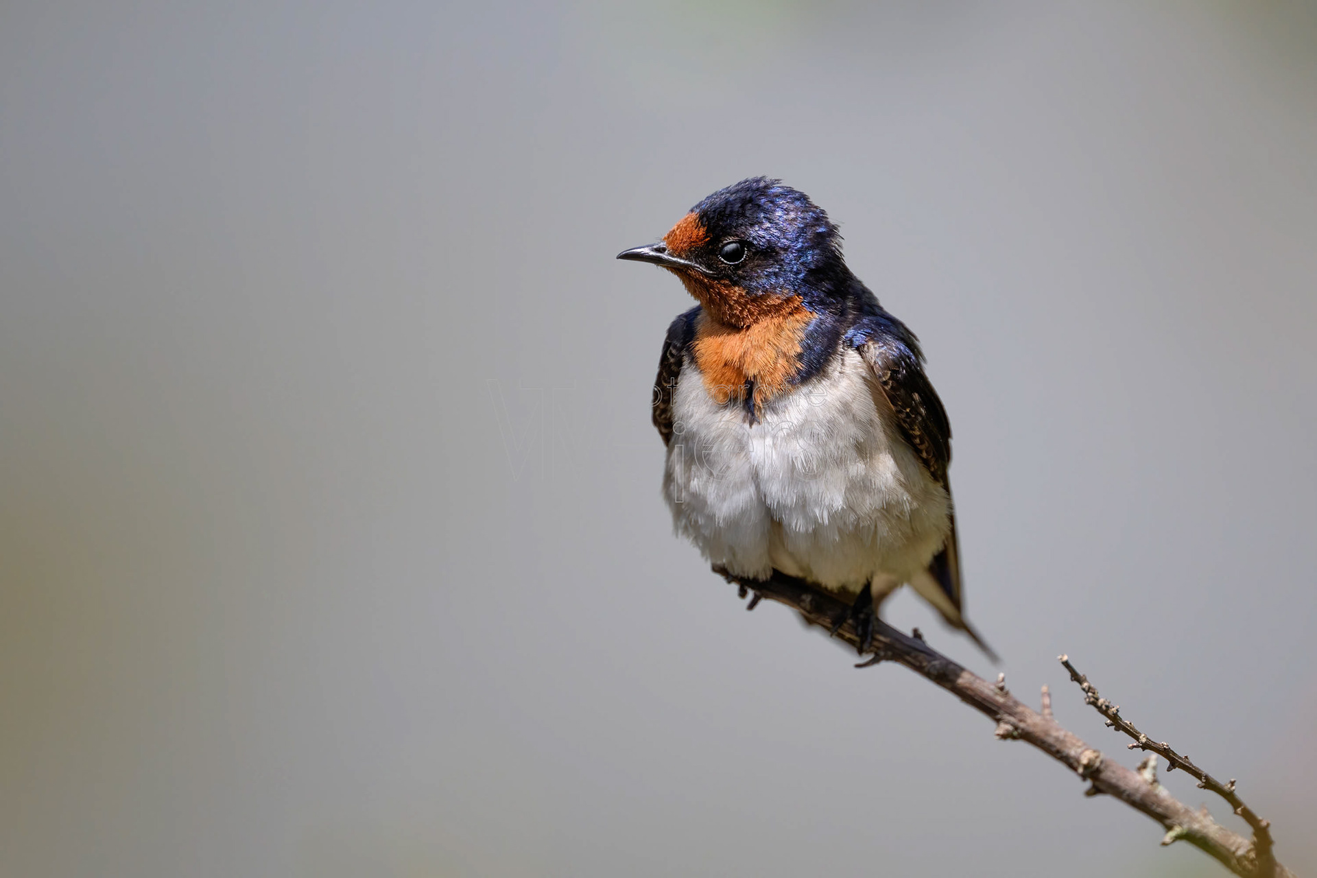 Rauchschwalbe, Afrika