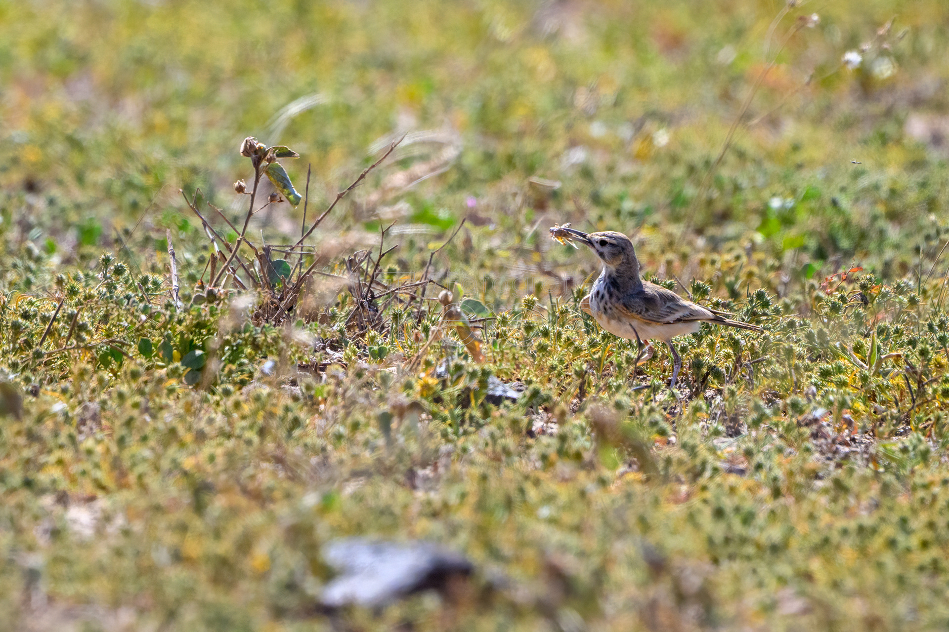Wüstenläuferlerche, Afrika