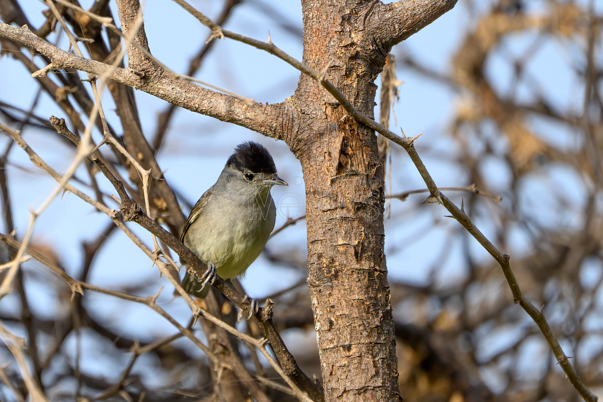 Mönchsgrasmücke, Afrika