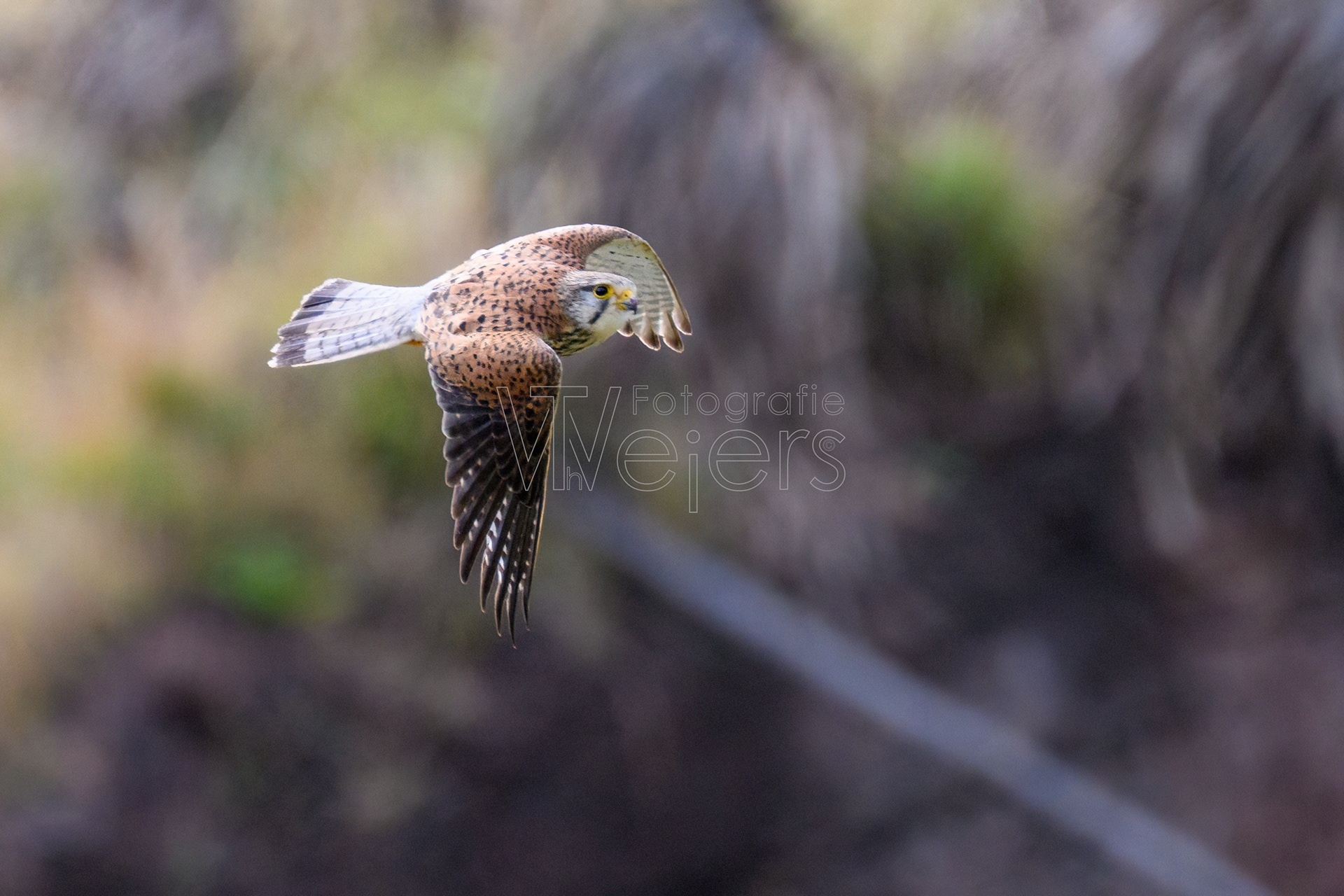 Turmfalke (alexandri), Afrika