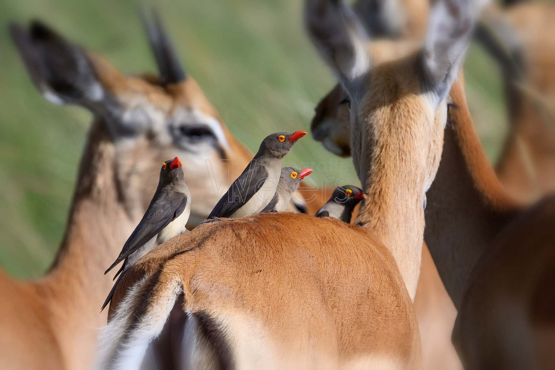 Rotschnabelmadenhacker, Afrika