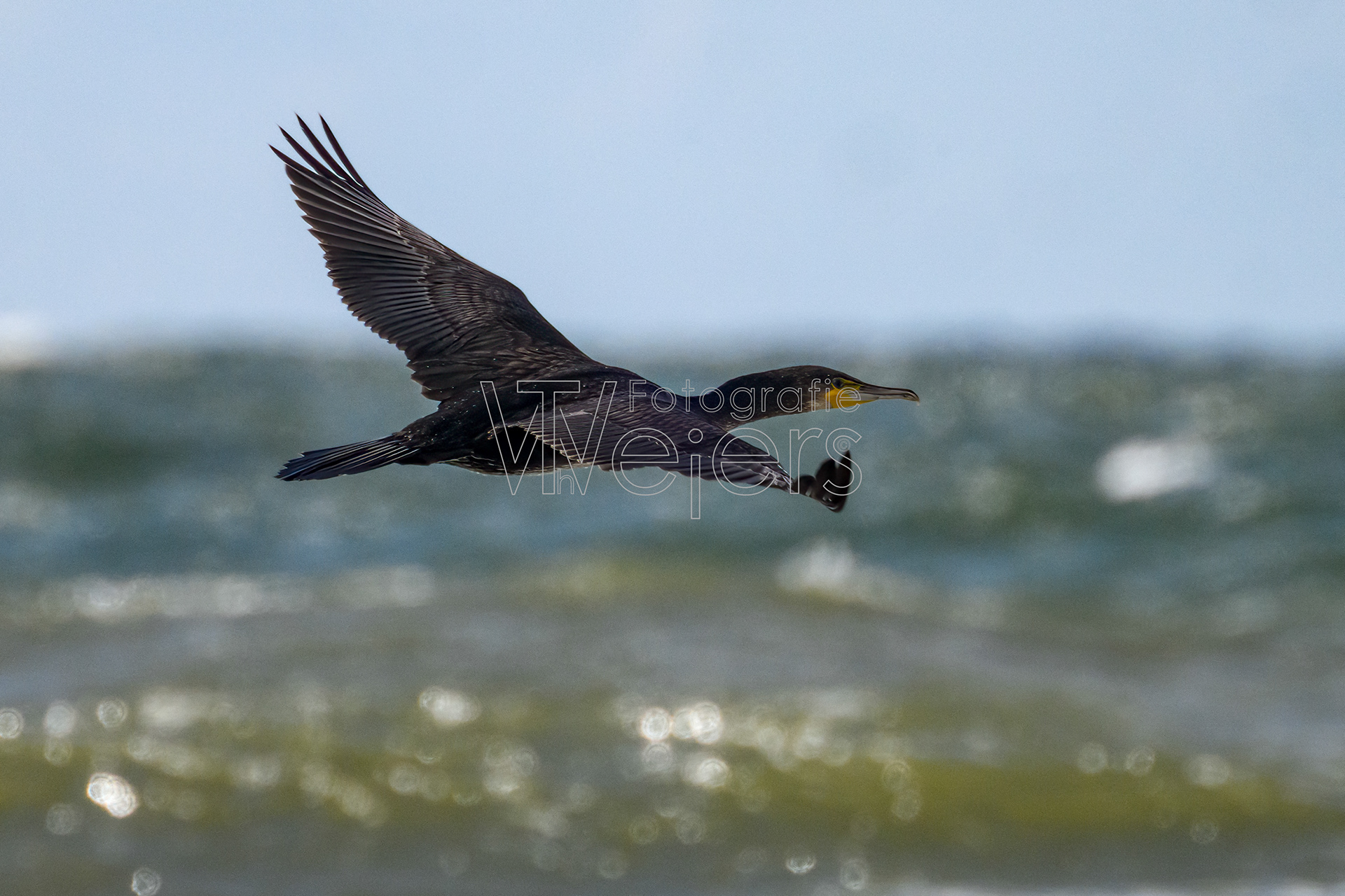 Kormoran, Europa