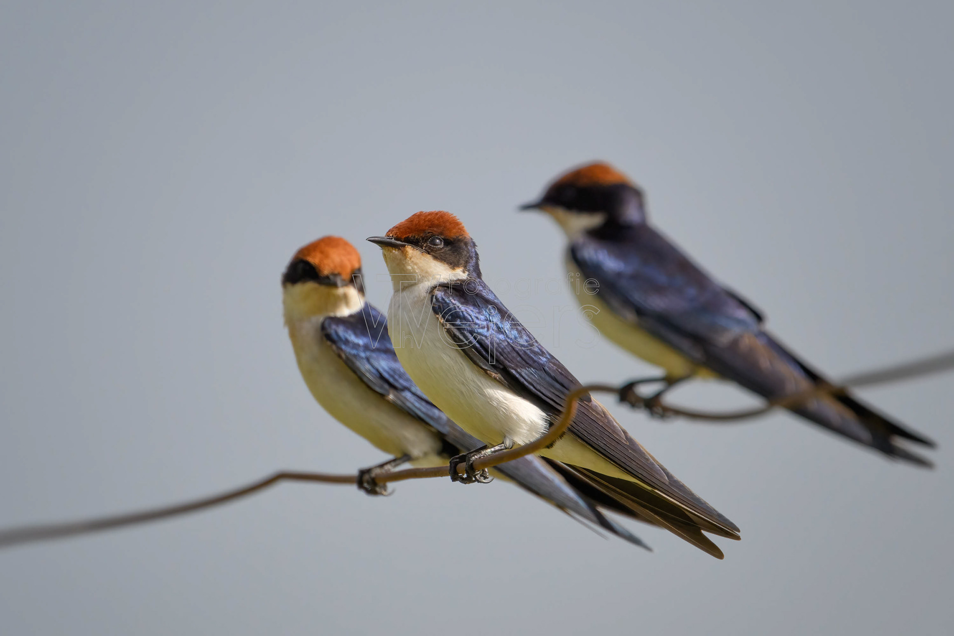 Rauchschwalbe, Afrika