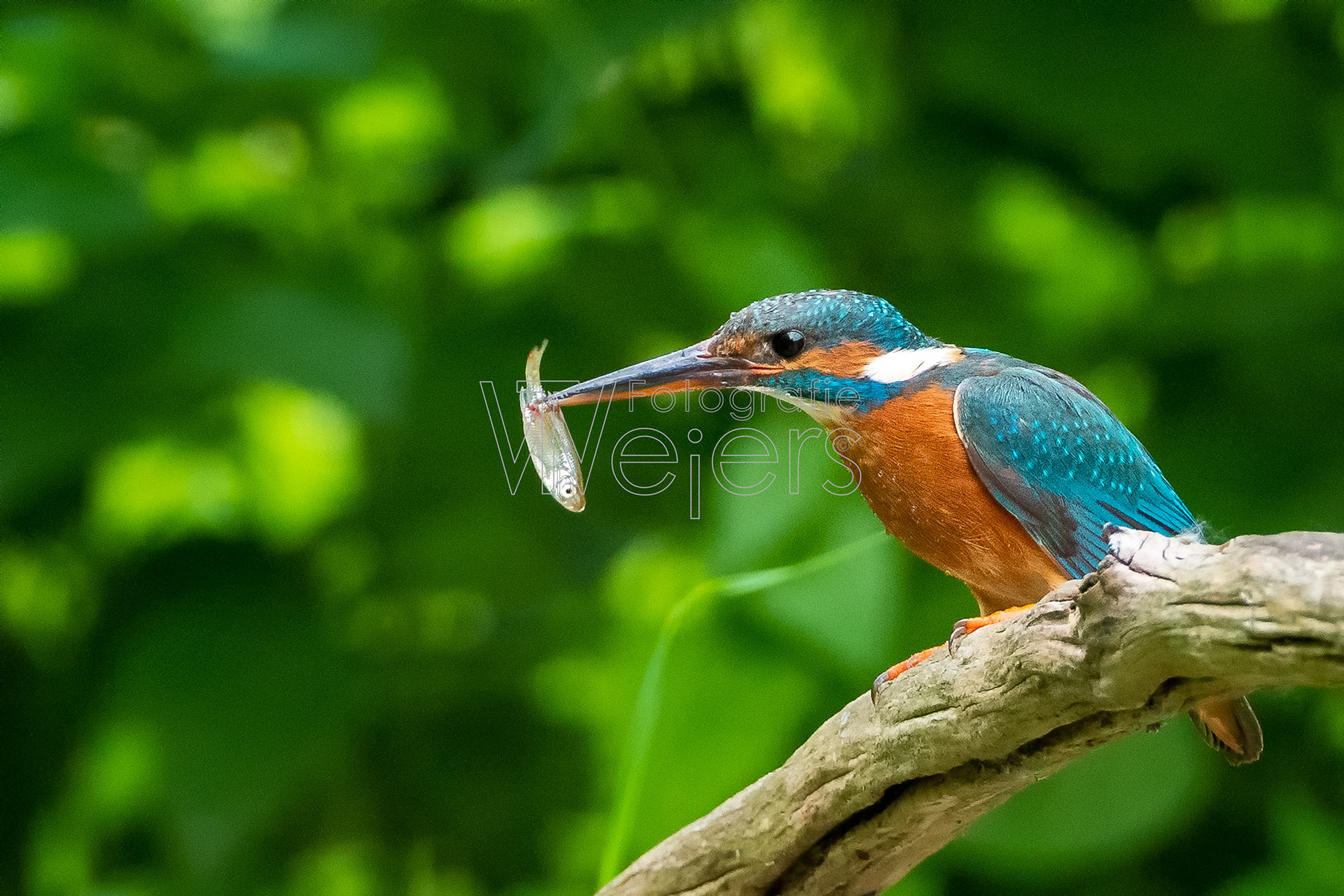 Eisvogel, Deutschland