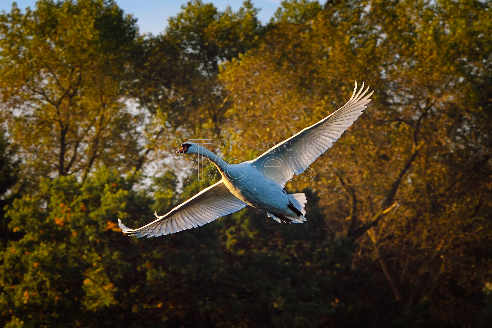 Höckerschwan, Deutschland