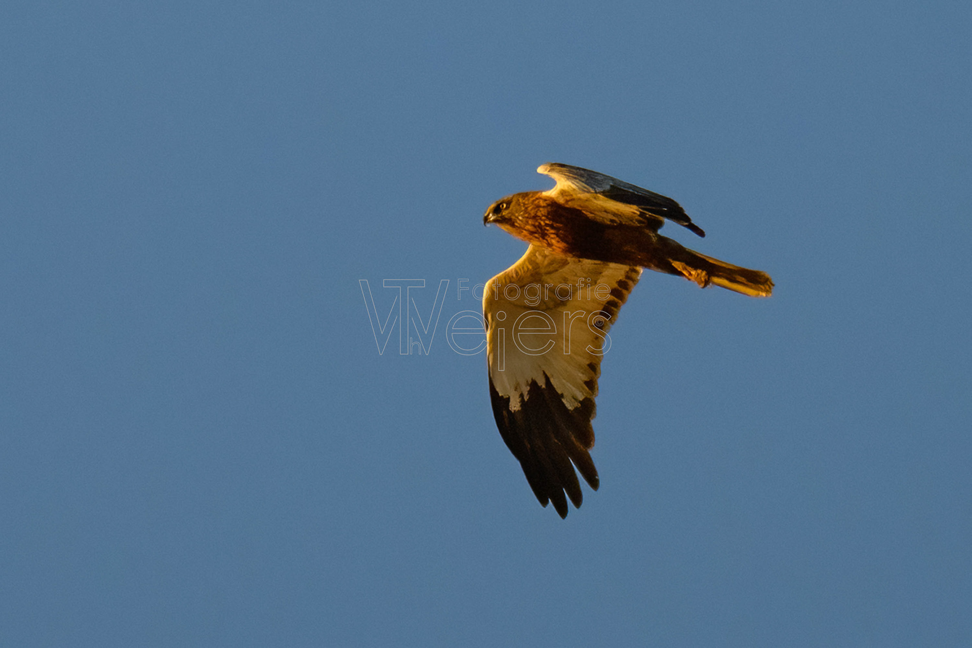 Rohrweihe, Deutschland