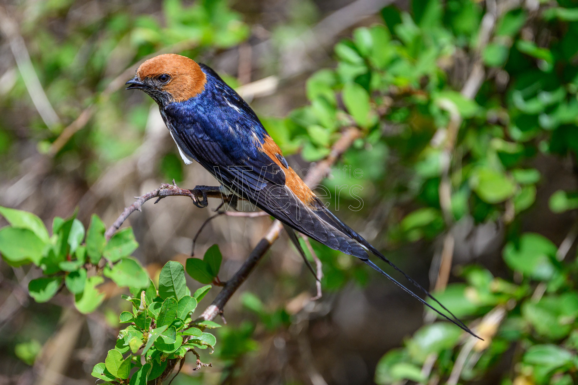 Maidschwalbe, Afrika