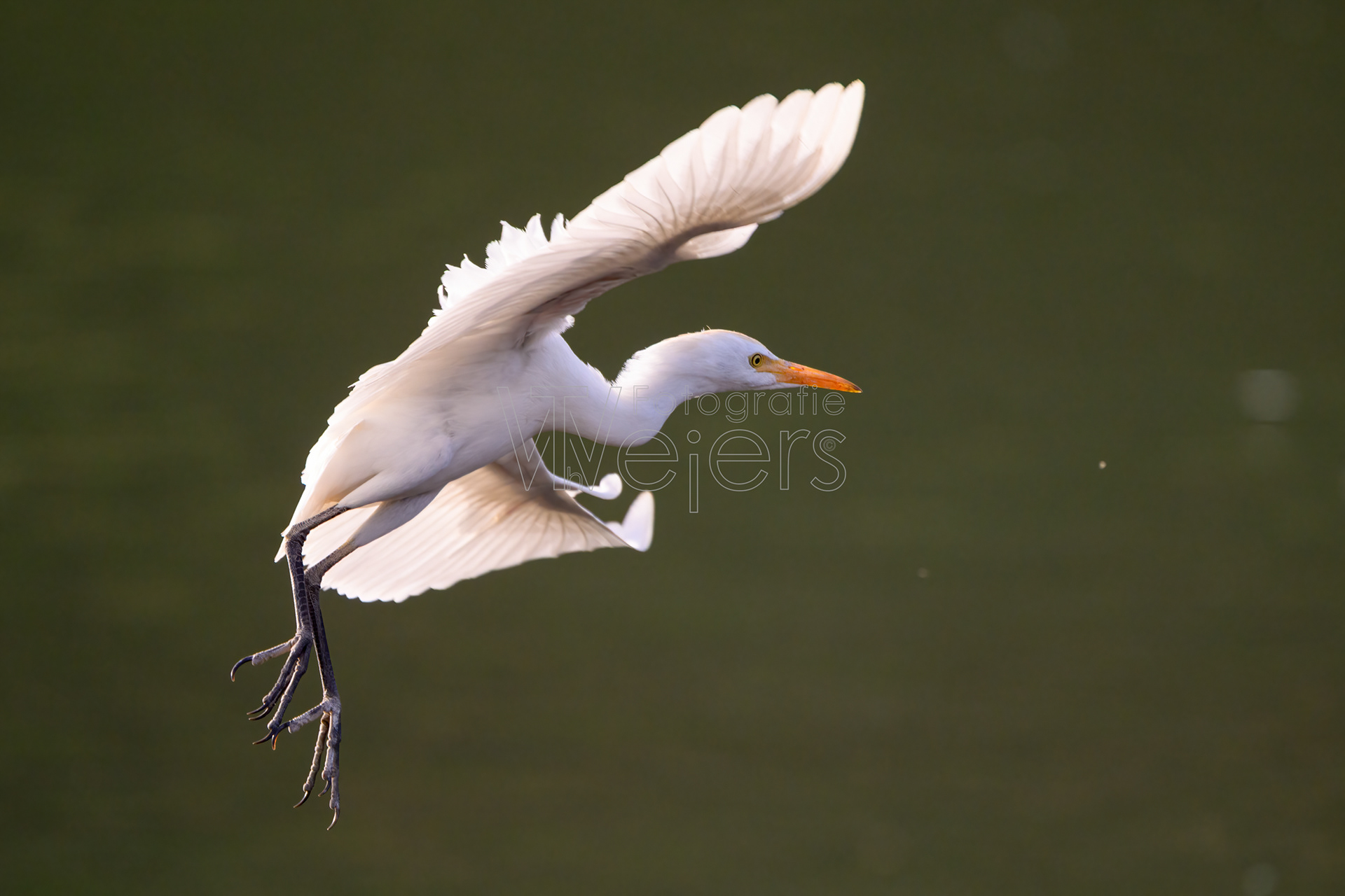 Afrikamittelreiher, Afrika