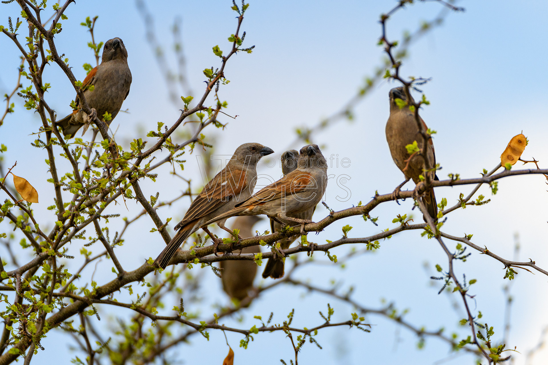 Papageischnabelsperling, Afrika