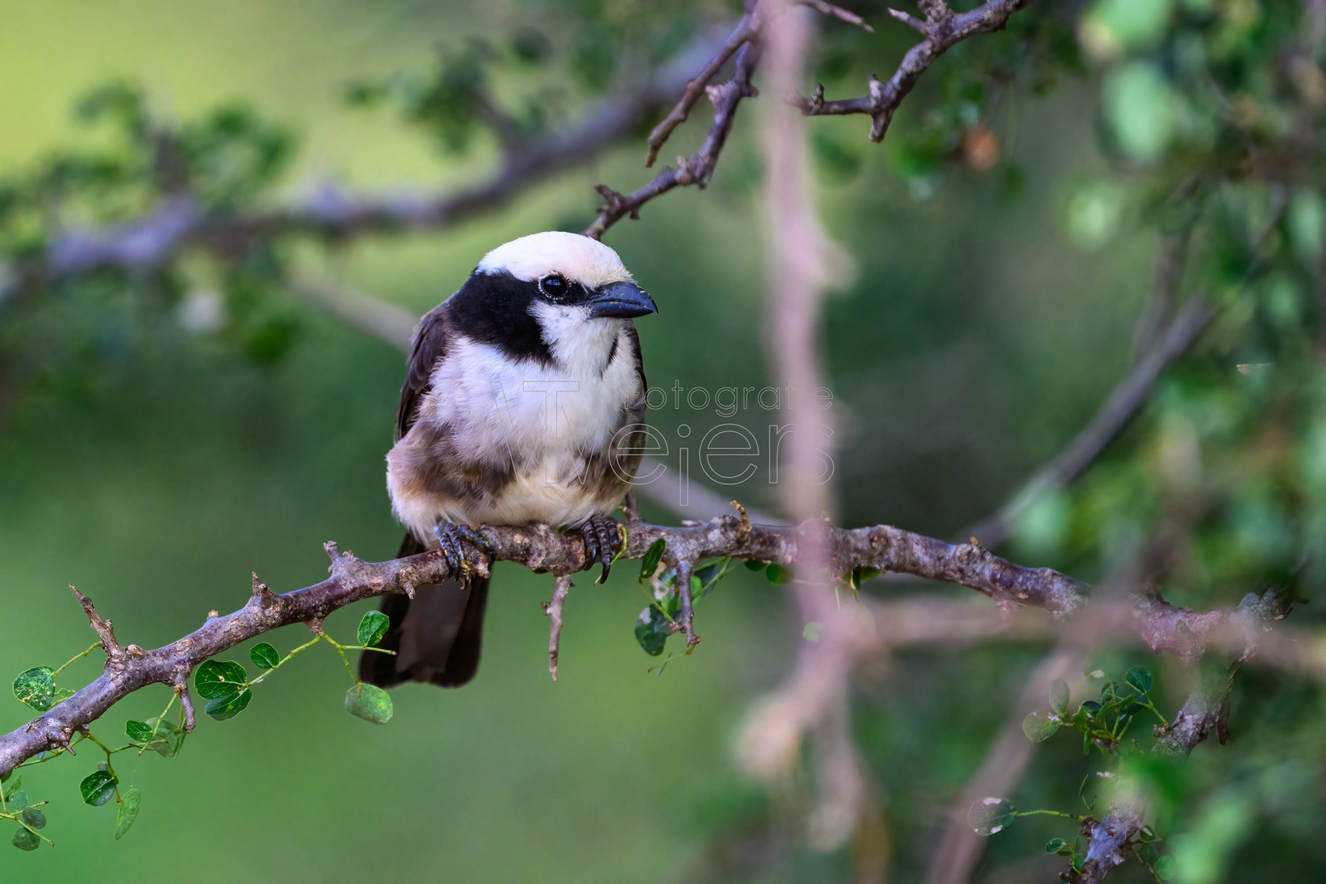 Rüppellwürger, Afrika