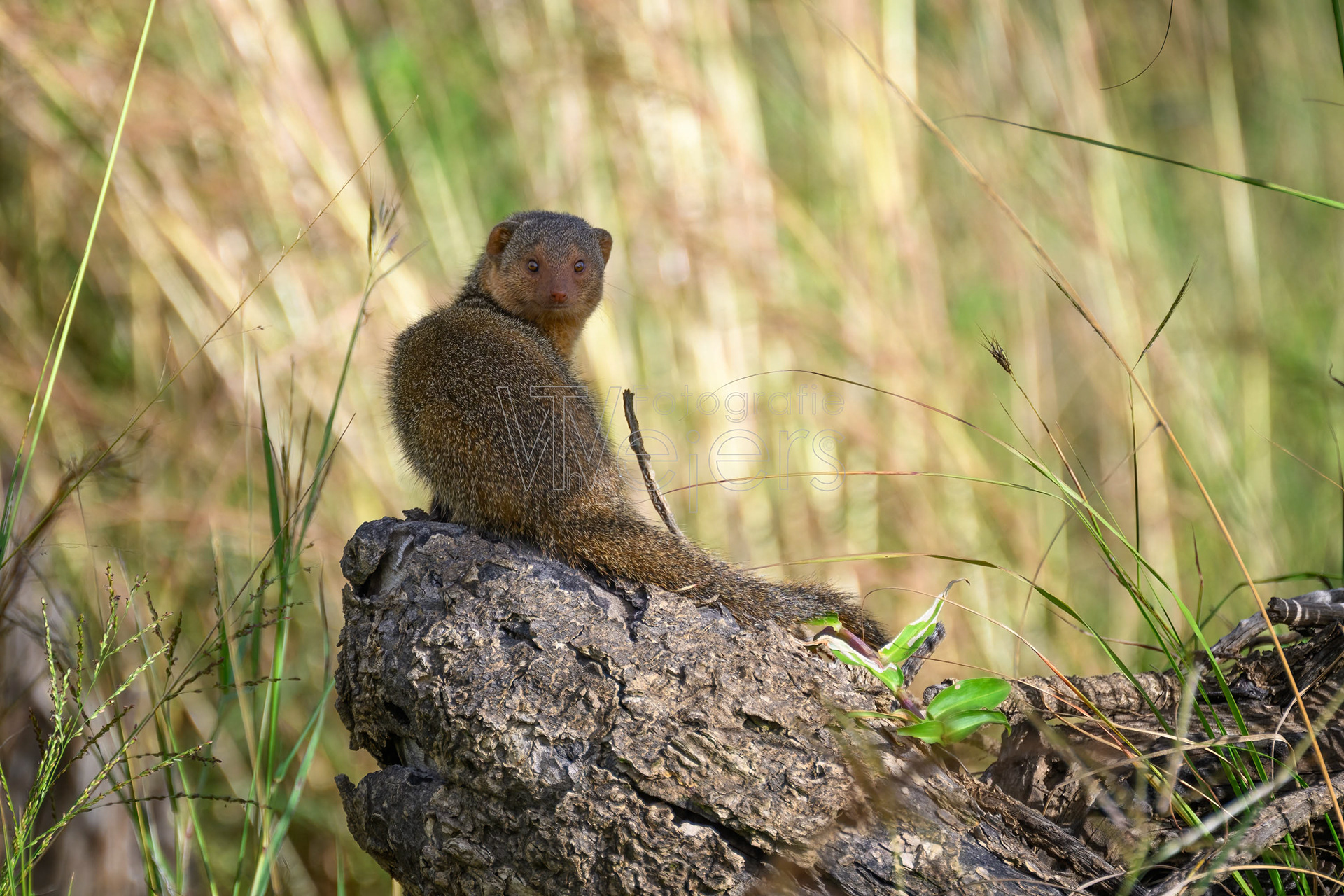 Zwergmanguste, Afrika