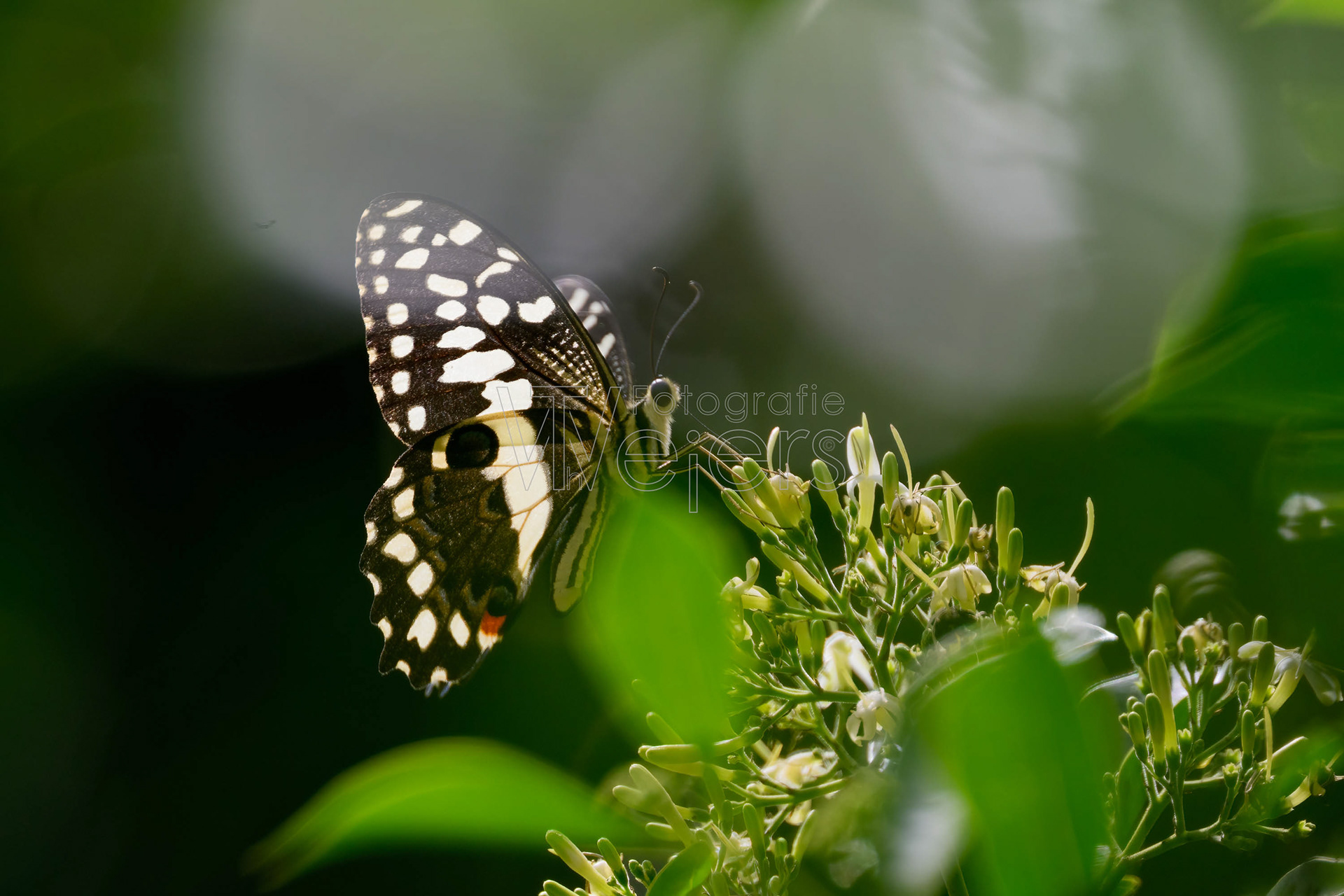 Zitrusschwalbenschwanz, Afrika