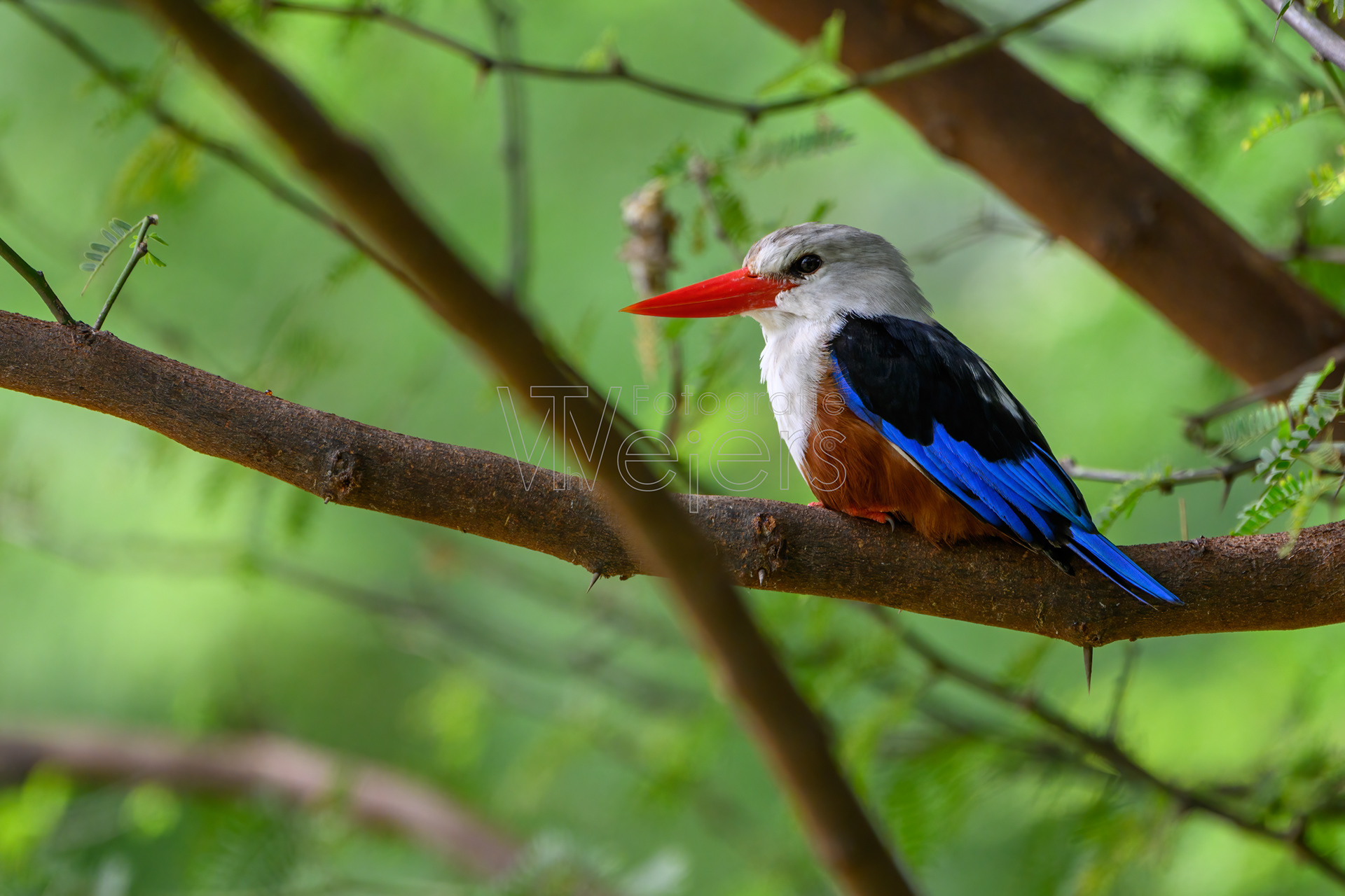 Graukopfliest, Afrika