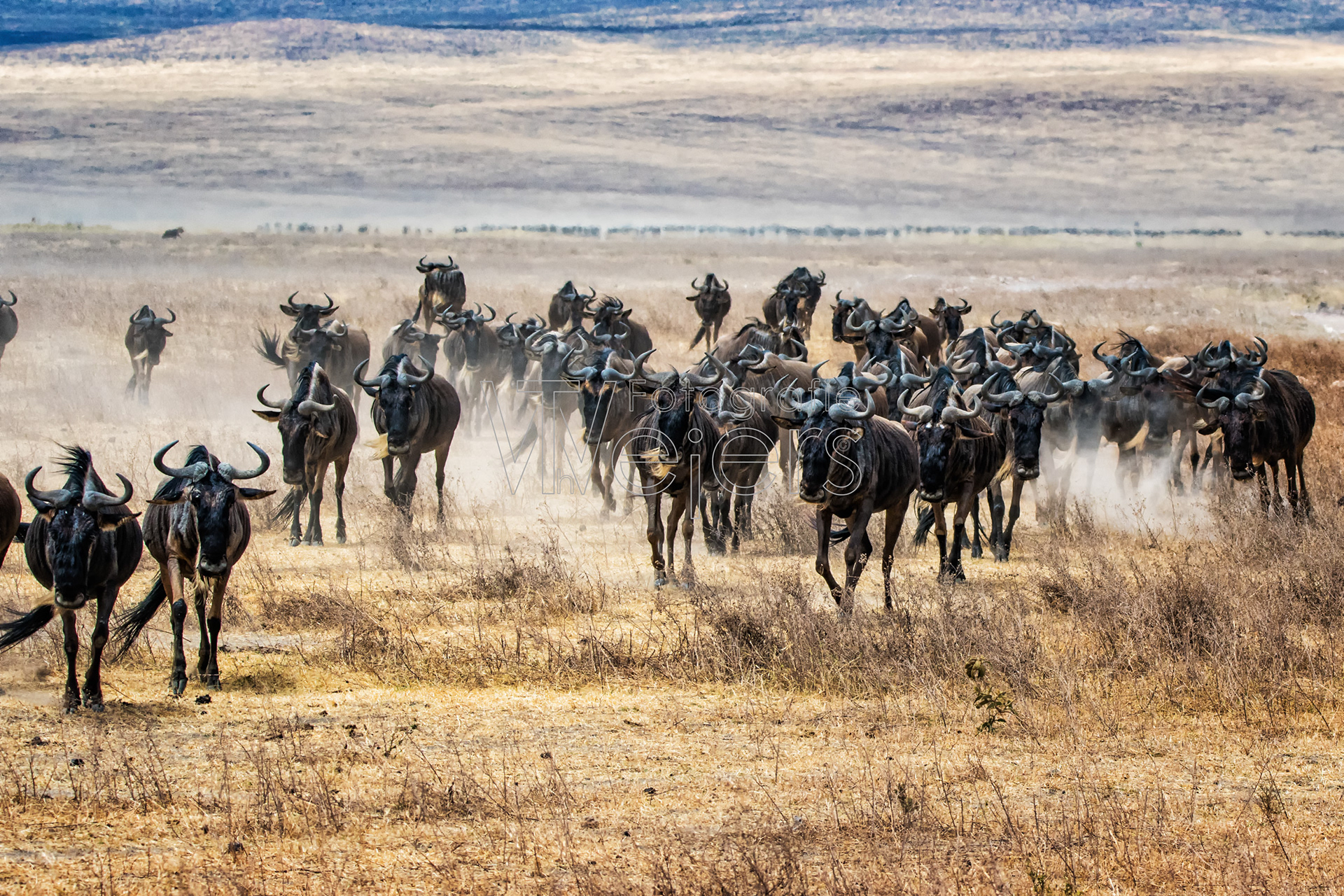 Streifengnu, Afrika