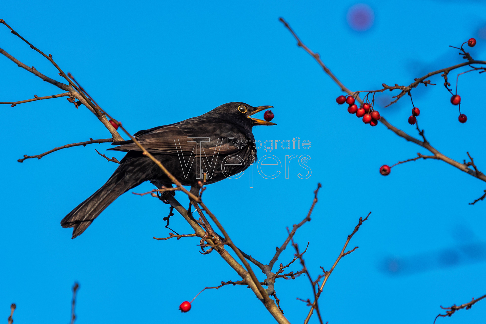 Amsel, Deutschland