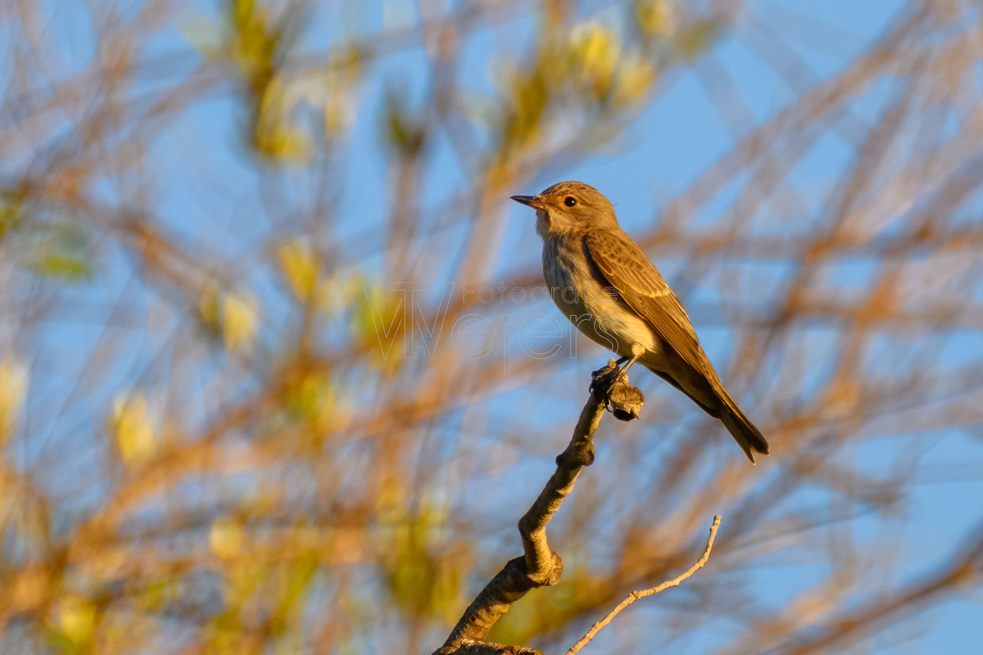 Grauschnäpper, Europa