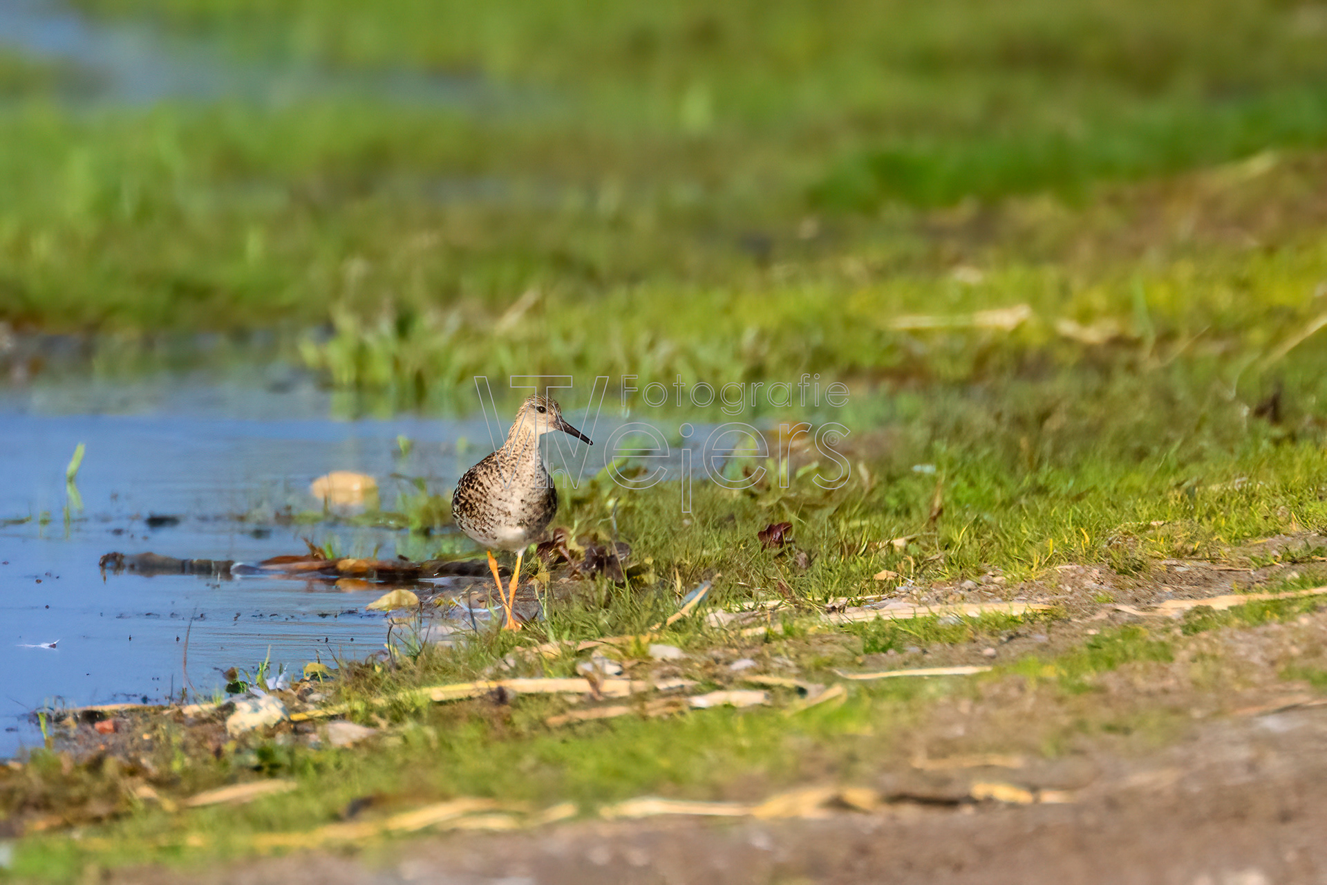 Bruchwasserläufer, Europa