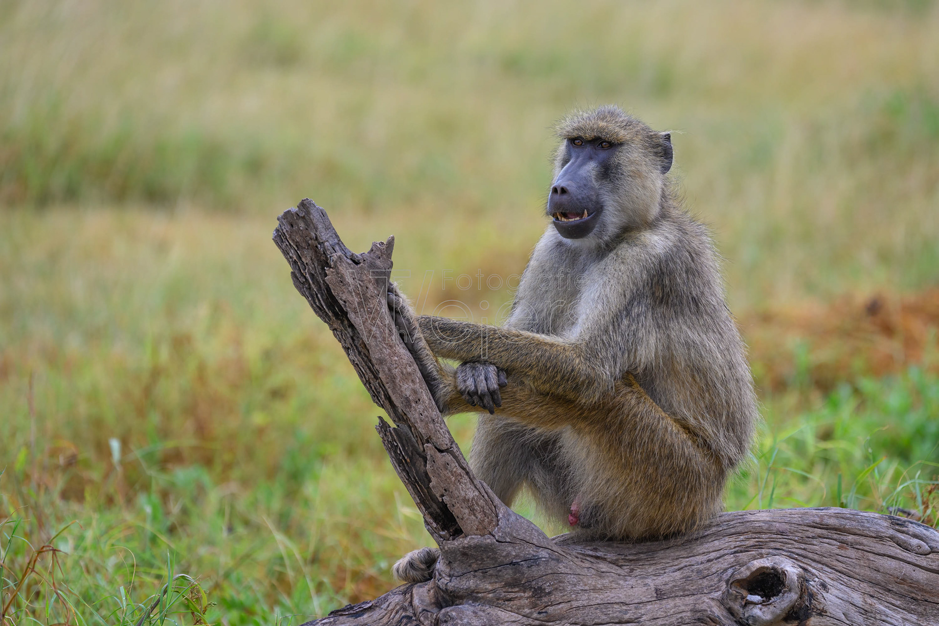 Gelber Pavian (Steppen)