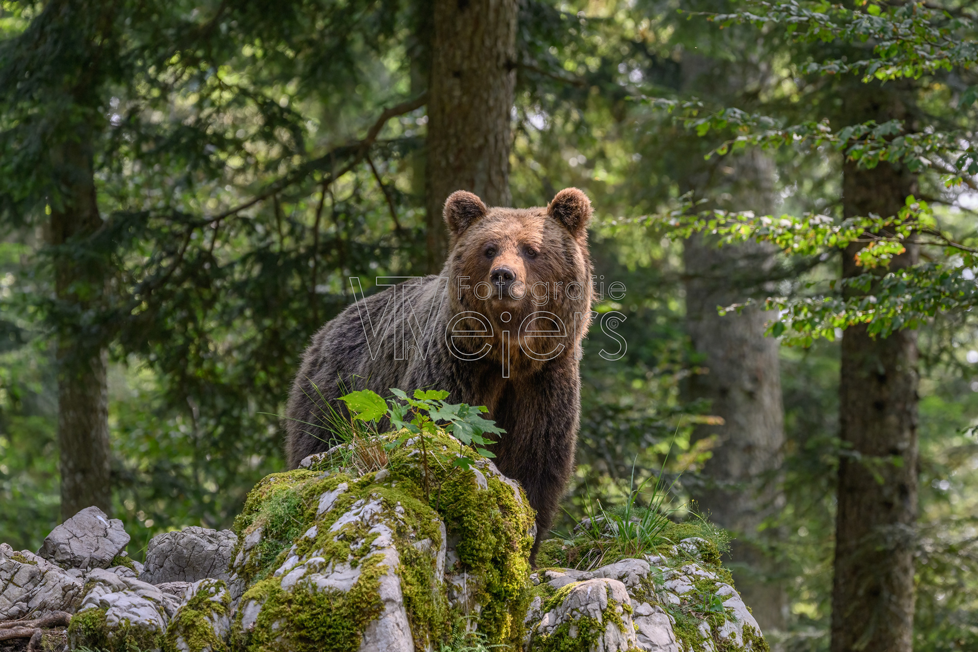 Braunbär, Europa