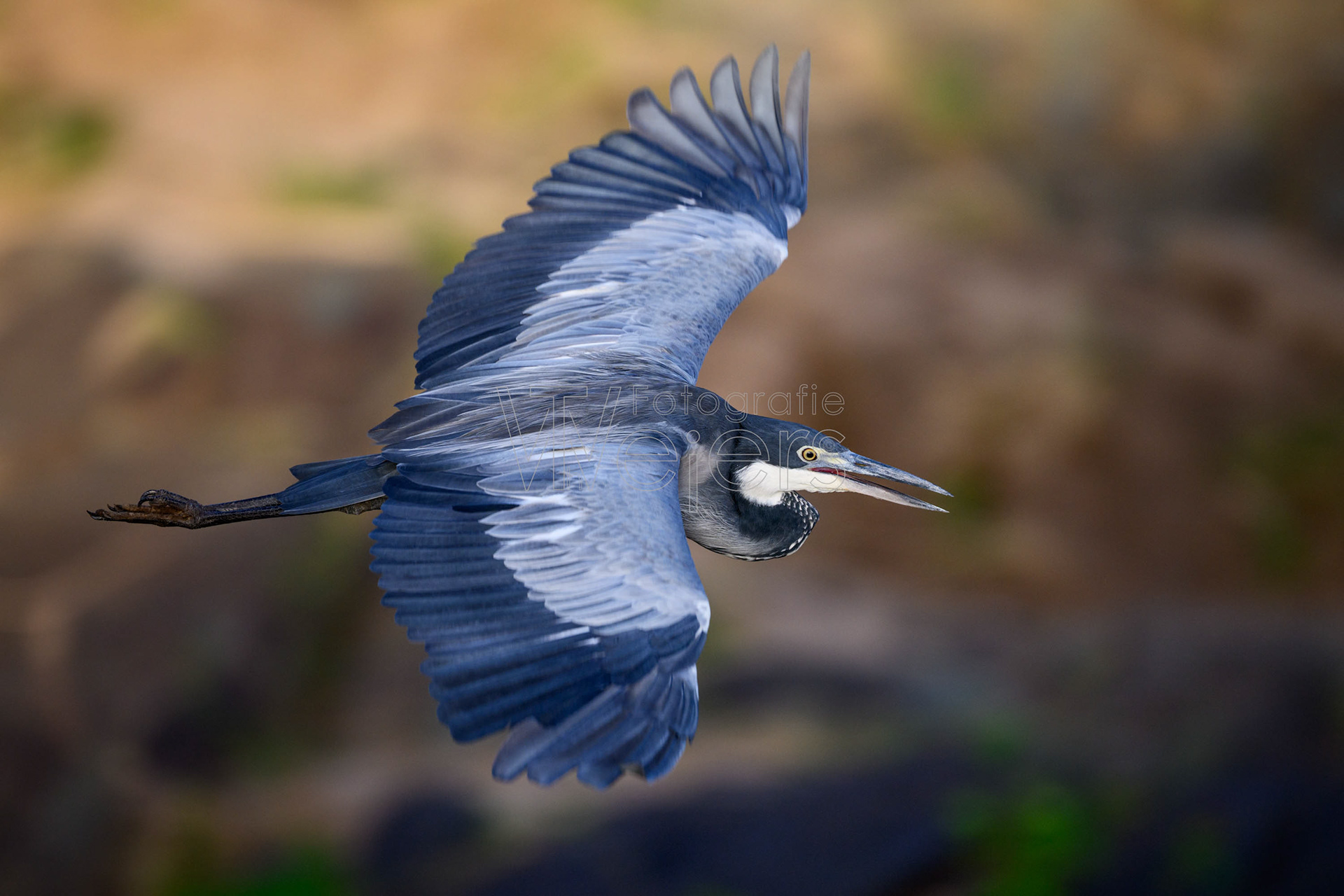 Schwarzhalsreiher, Afrika