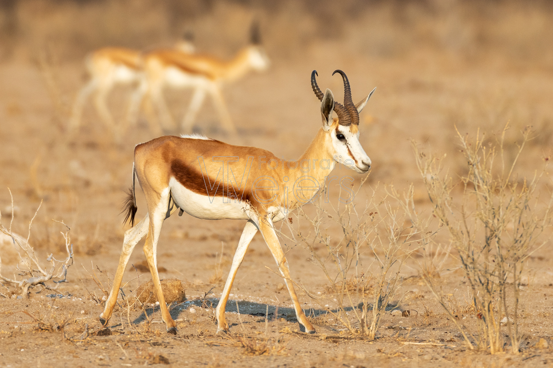 Springbock, Afrika