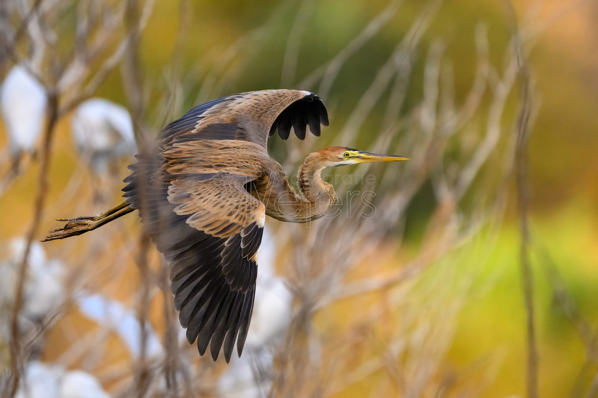 Purpurreiher, Afrika