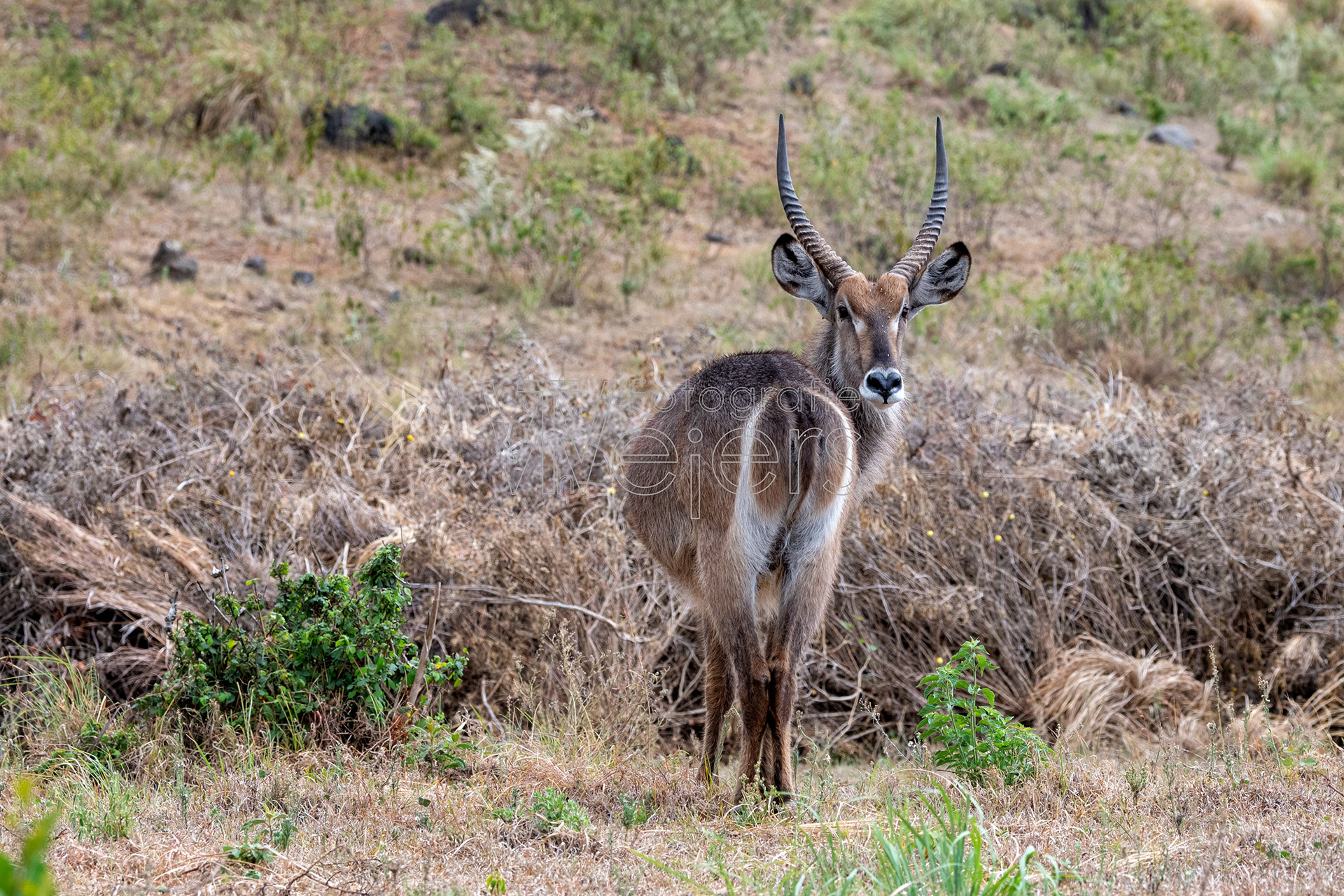 Ellipsen-Wasserbock, Afrika