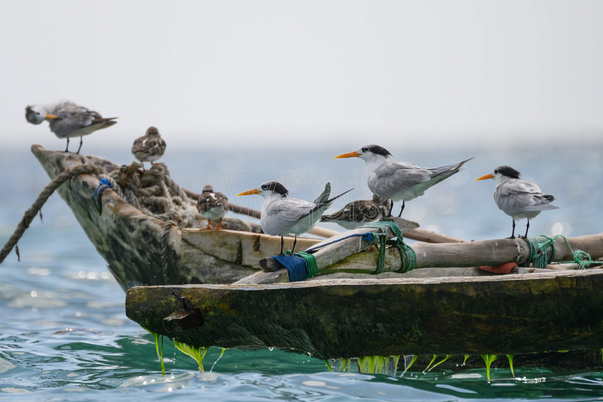 Rüppelseeschwalbe, Afrika