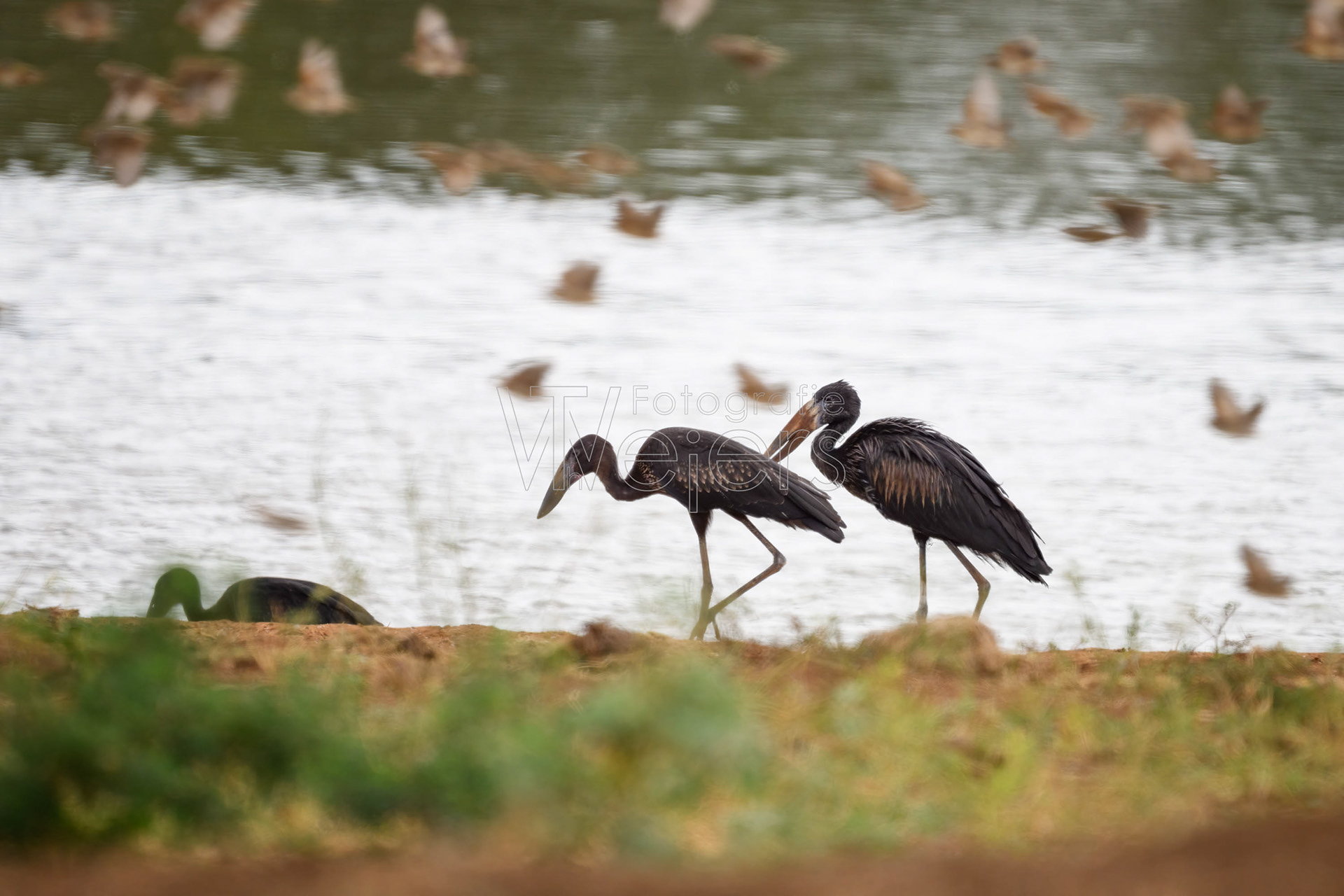 Glanzklaffschnabel, Afrika