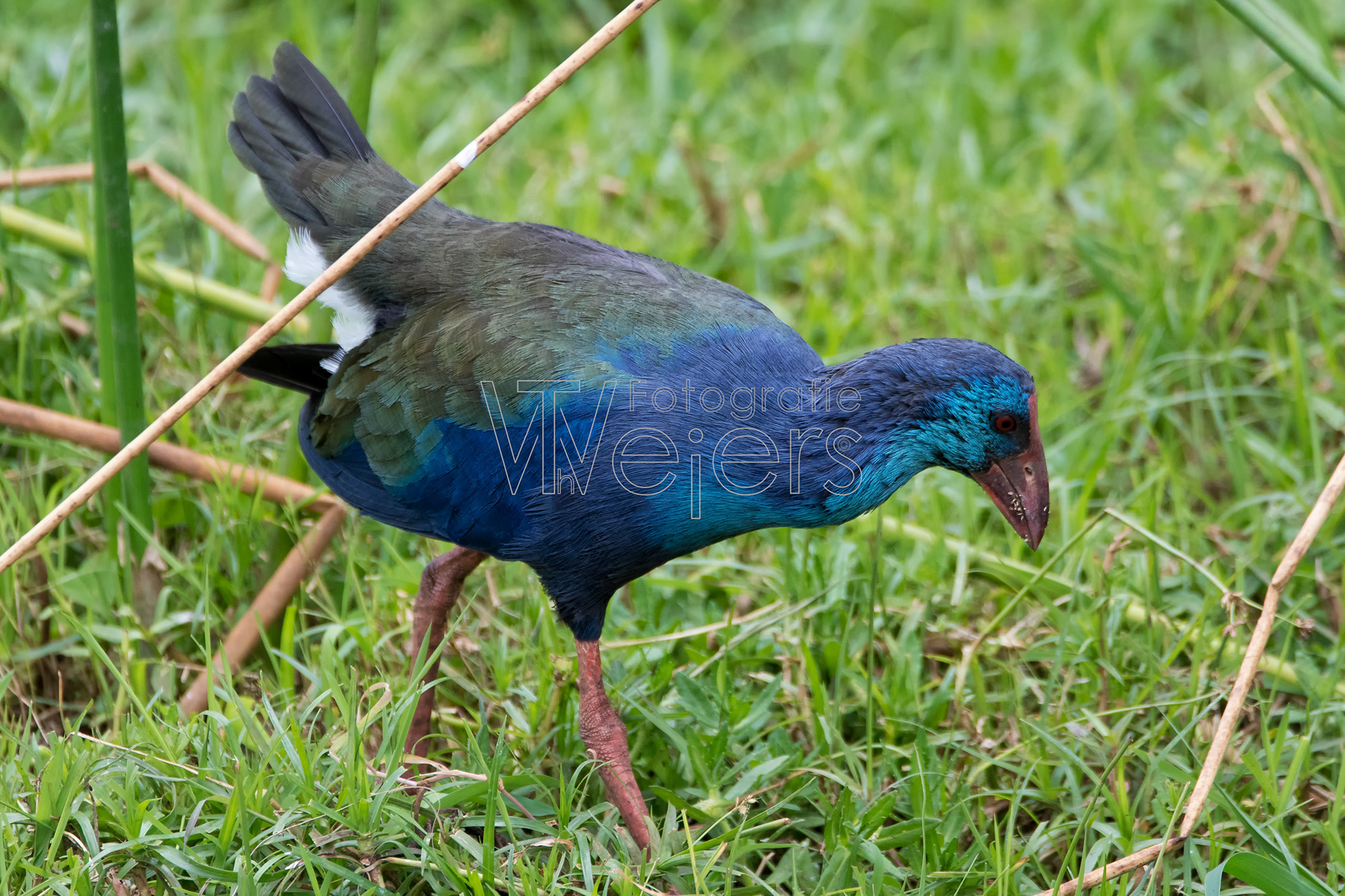Purpurhuhn, Afrika