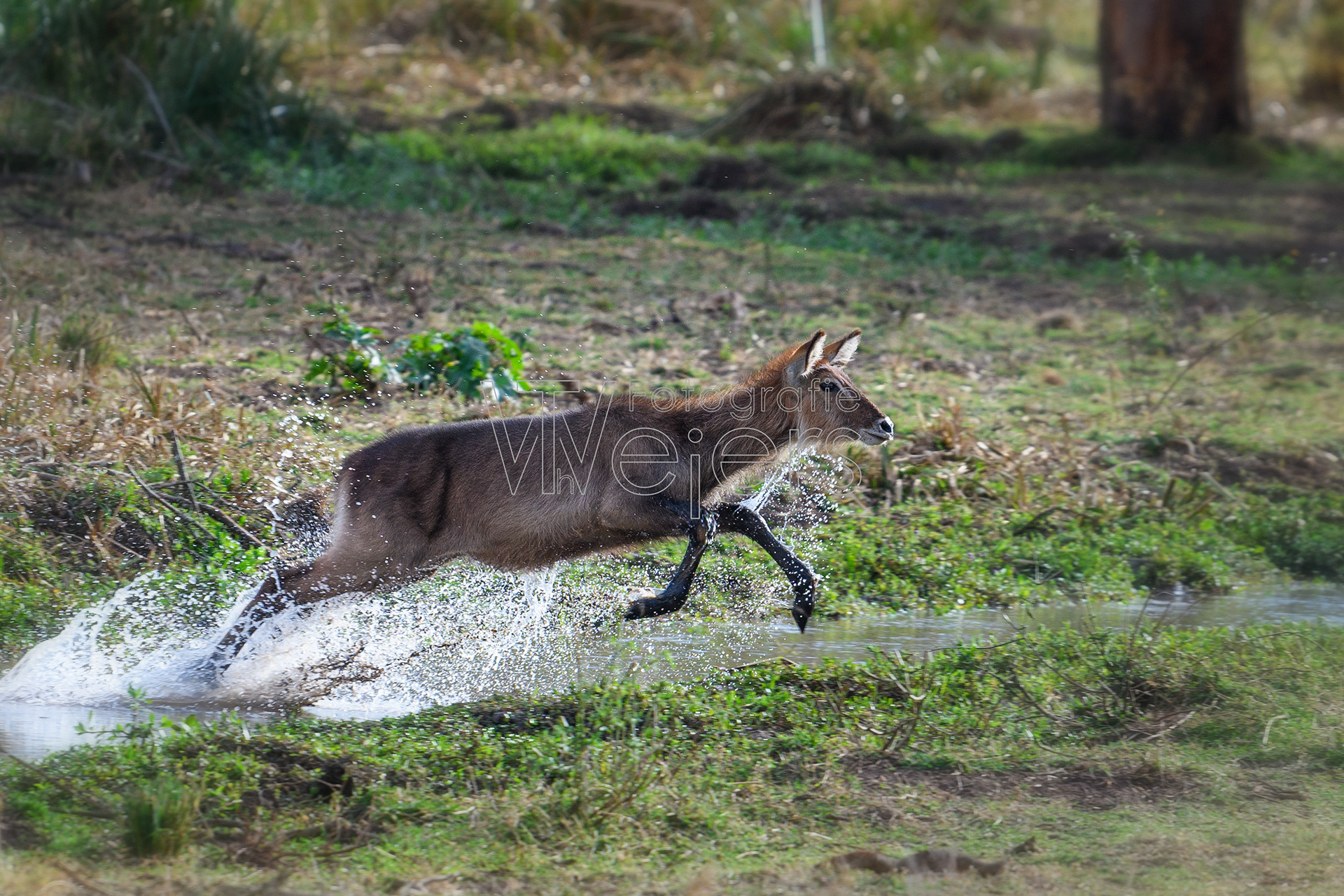 Defassa-Wasserbock, Afrika
