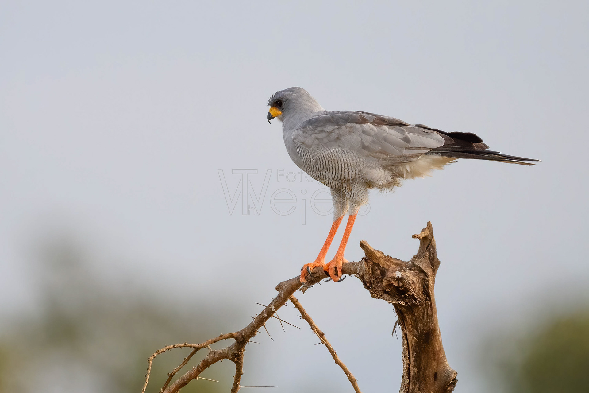 Weißbürzel Singhabicht, Afrika