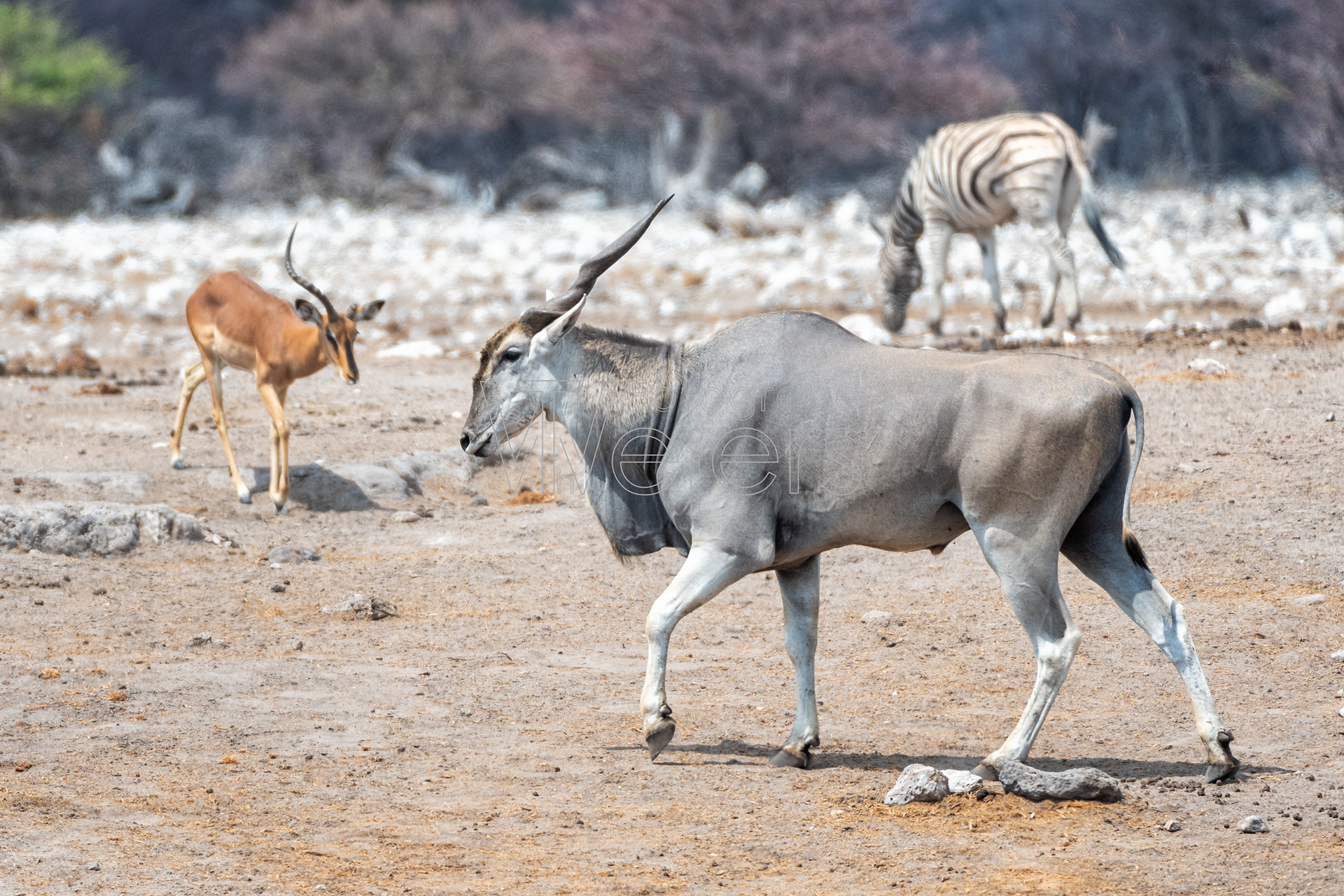 Elenantilope (Eland), Afrika