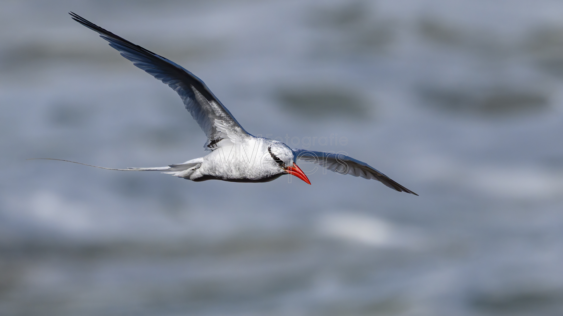 Rotschnabel-Tropikvogel, Afrika