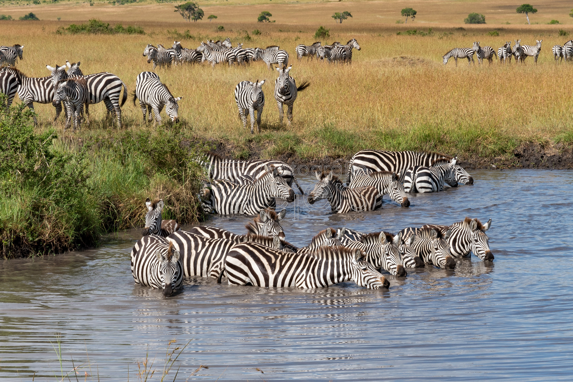 Steppenzebra, Afrika
