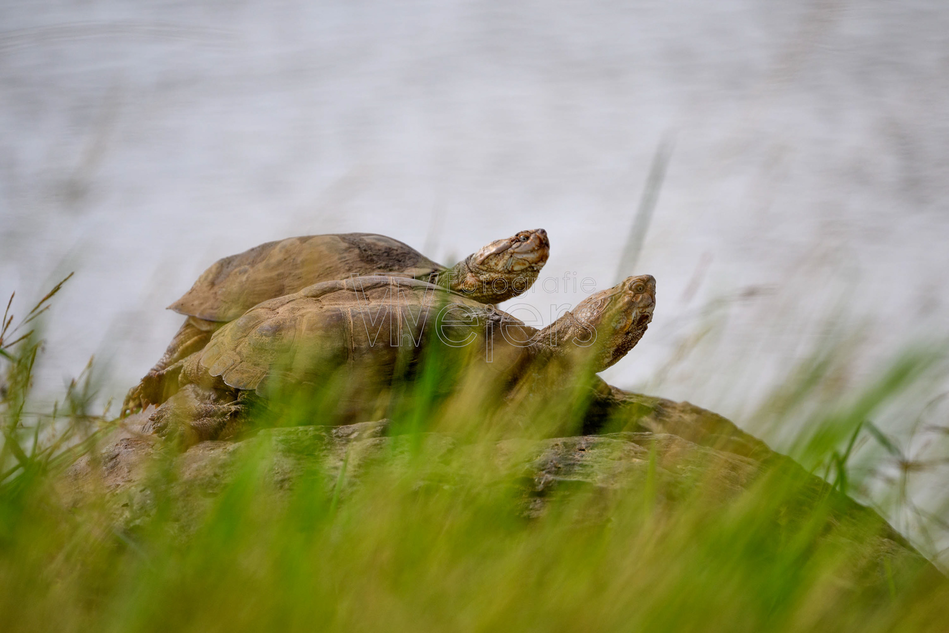 Afrikanische Landschildkröte, Afrika