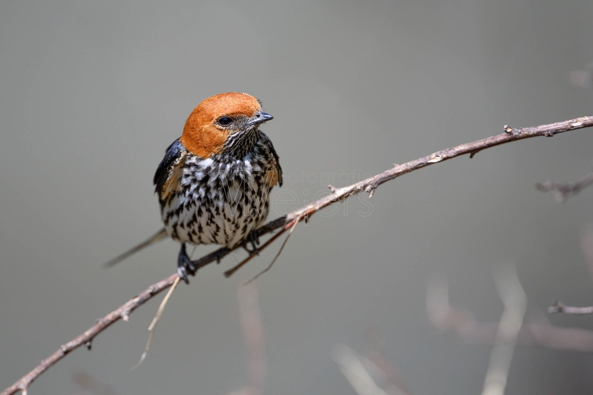 Maidschwalbe, Afrika