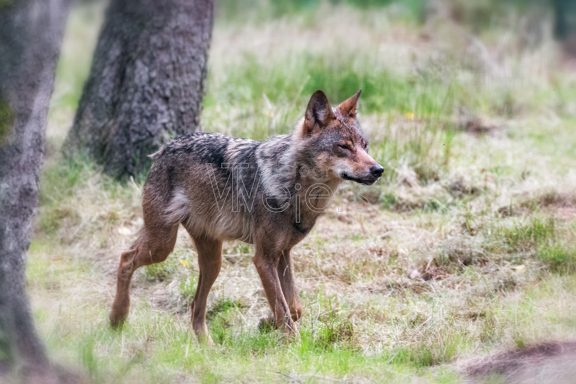 Wolf, Deutschland (WP)