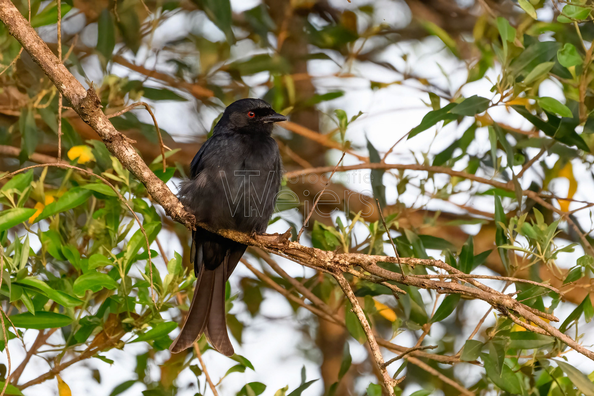 Trauerdrongo, Afrika