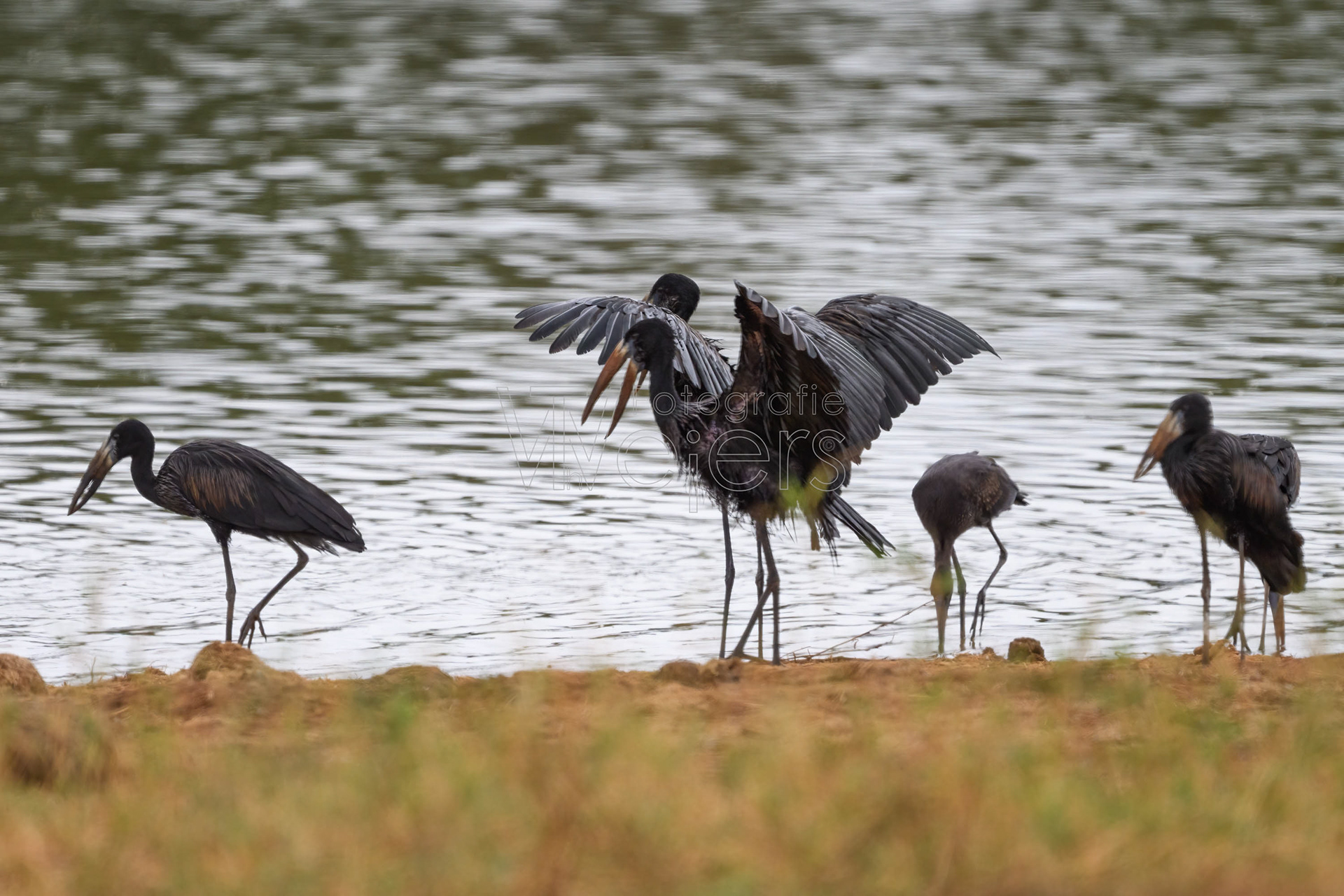 Glanzklaffschnabel, Afrika