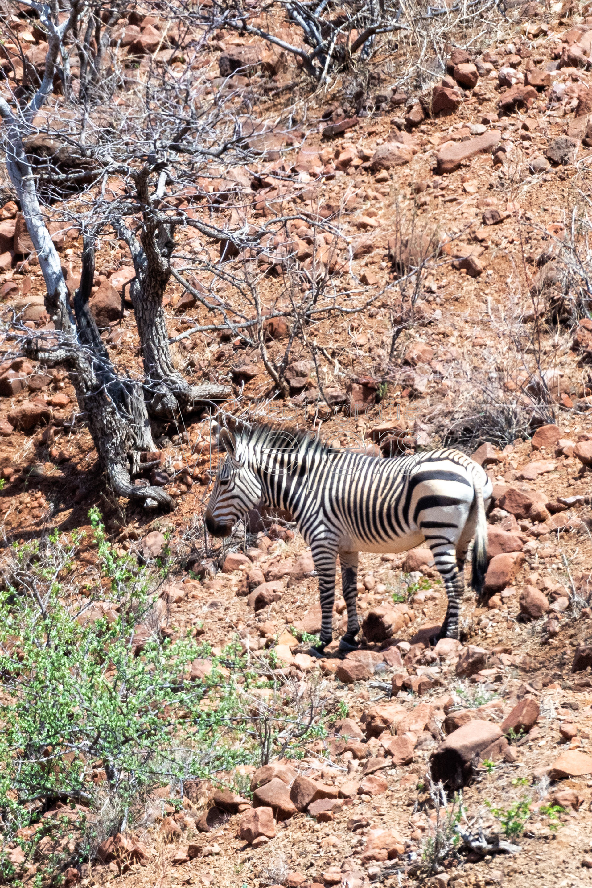 Hartmann-Bergzebra, Afrika